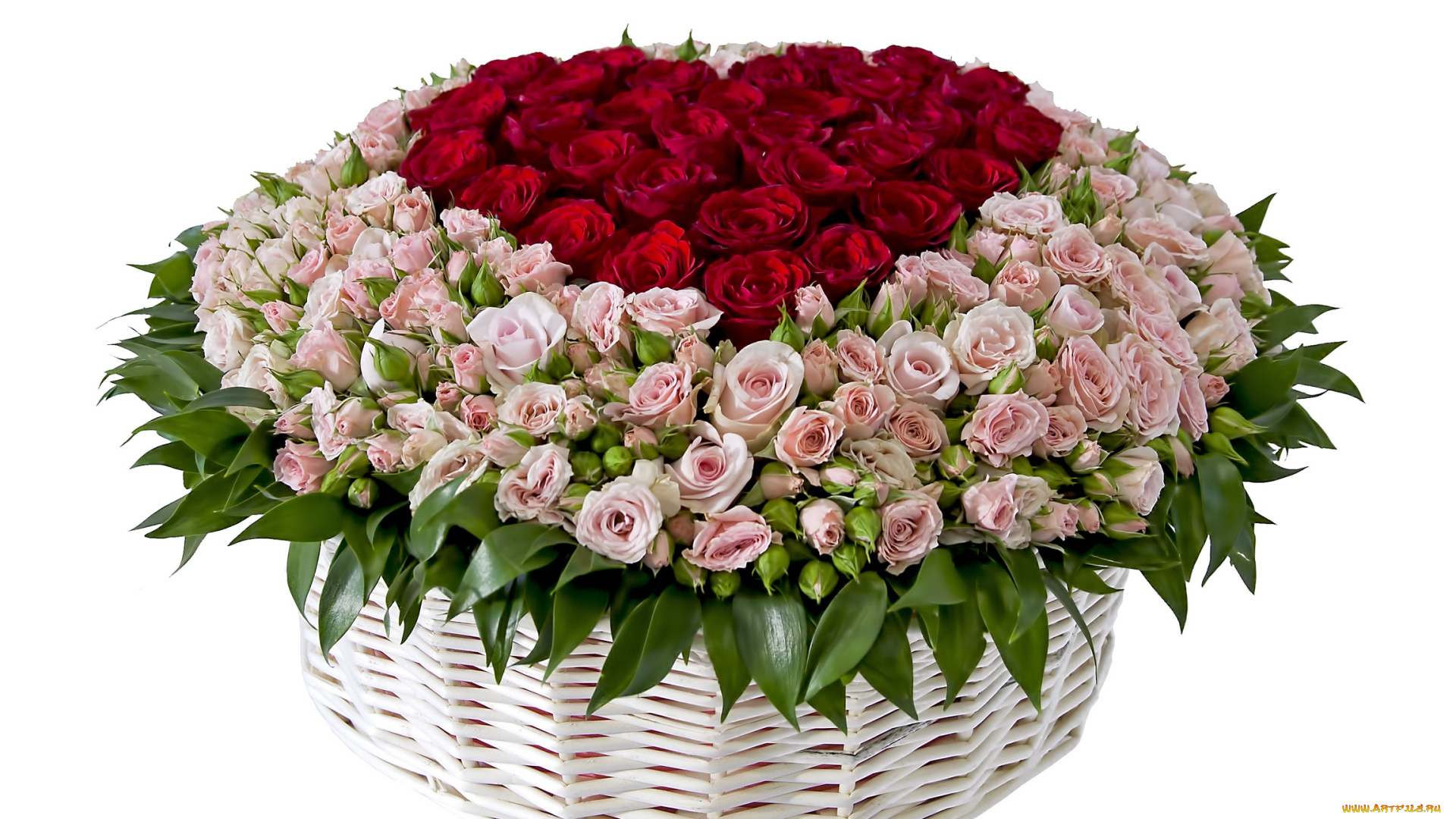 цветы, розы