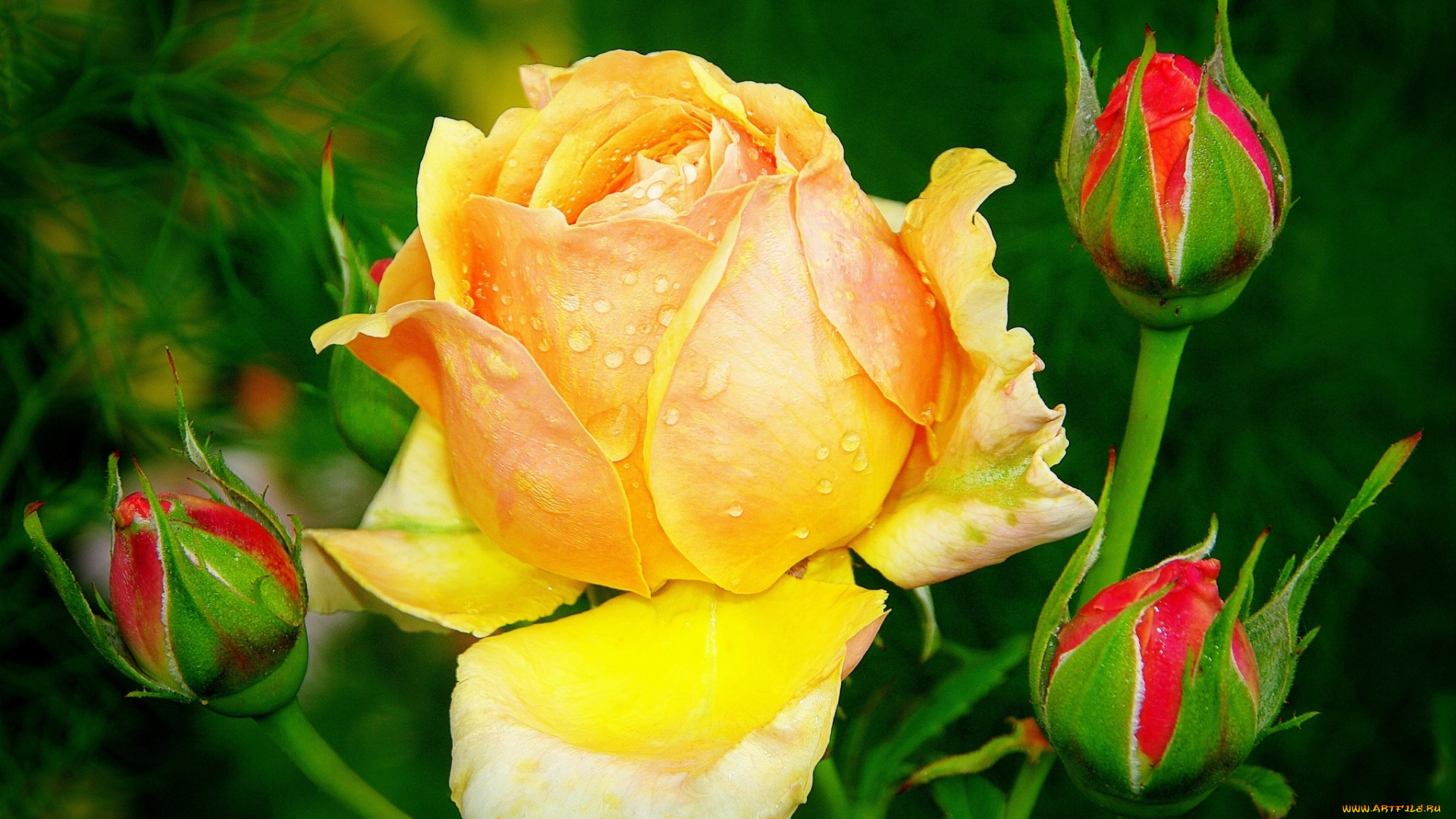 цветы, розы, желтый, бутоны