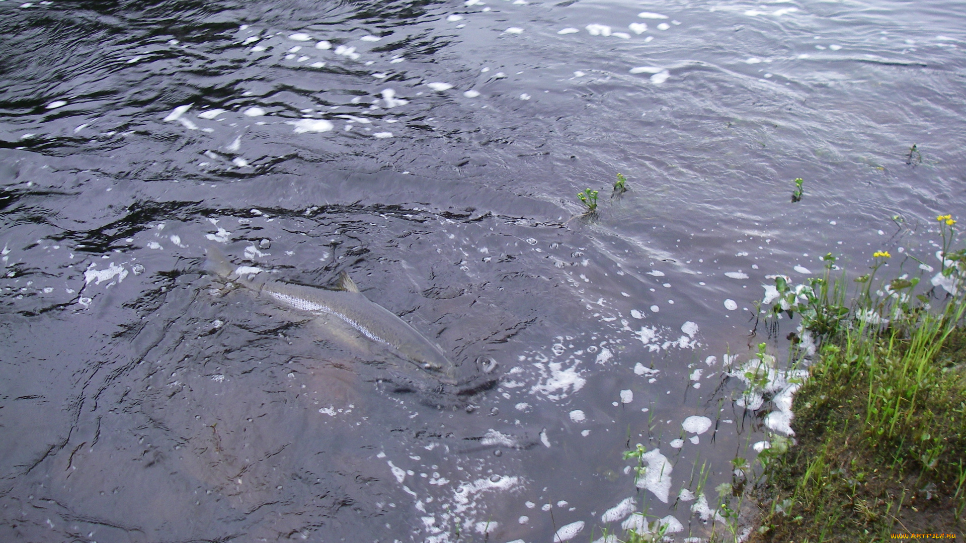 лосось, животные, рыбы, река, весна