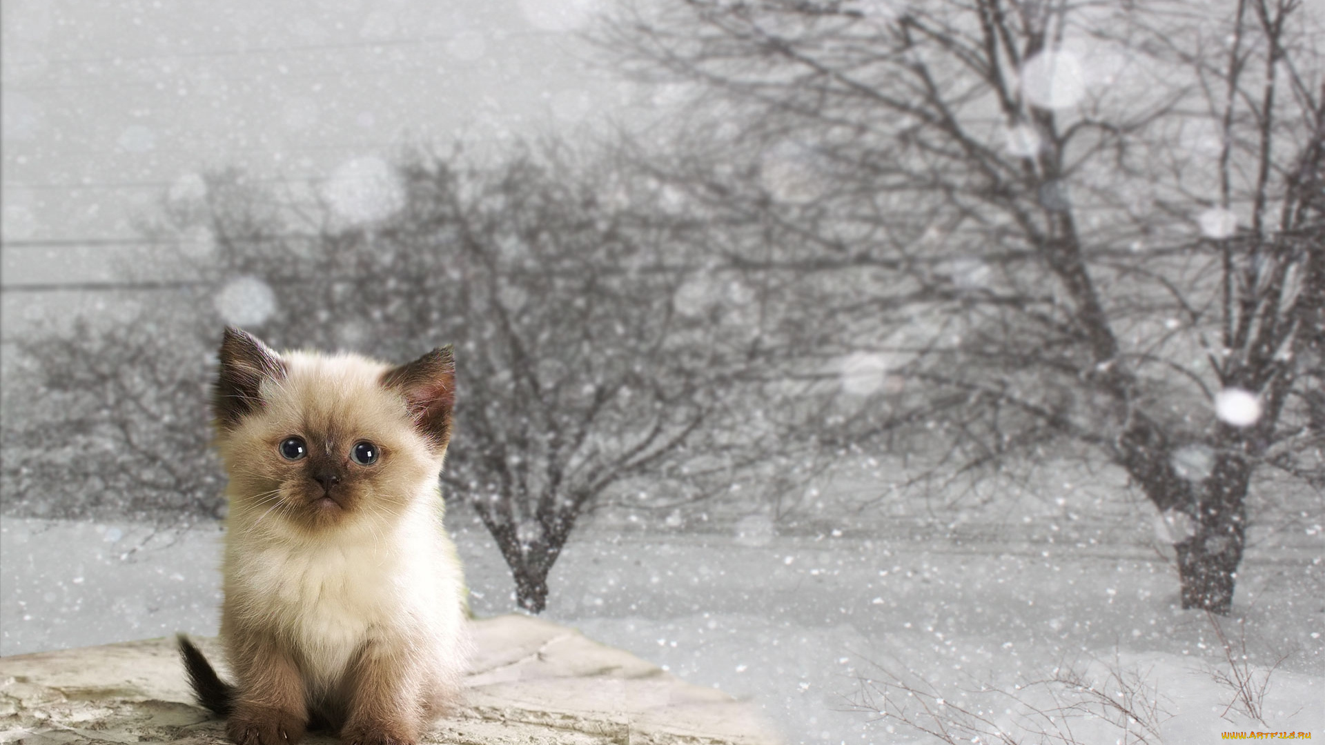 животные, коты, зима, котенок