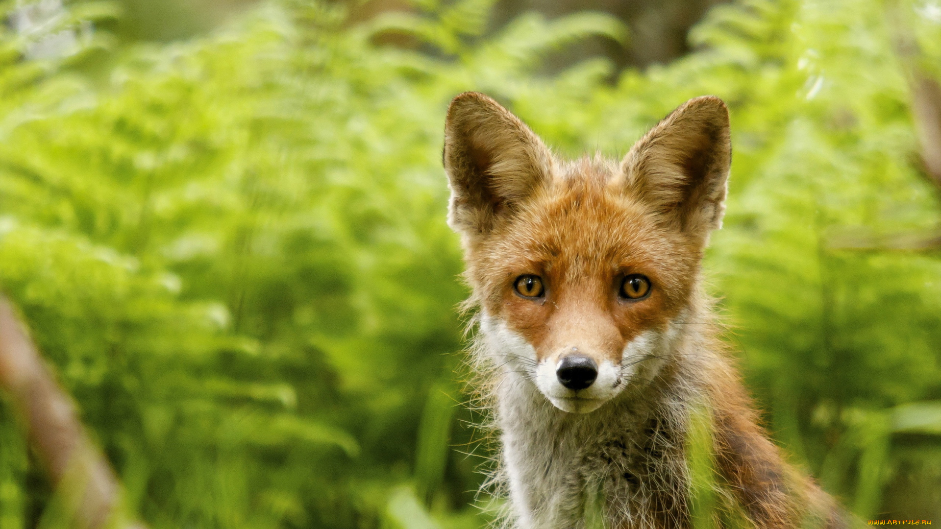 животные, лисы, фон, лиса, природа
