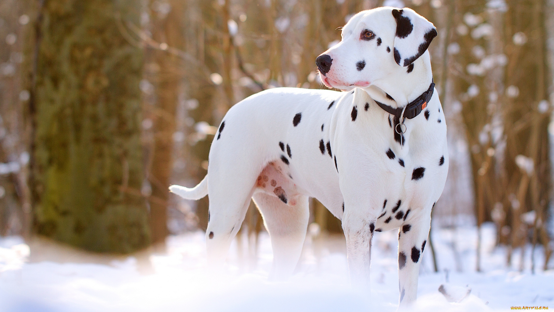 животные, собаки, далматинец, снег