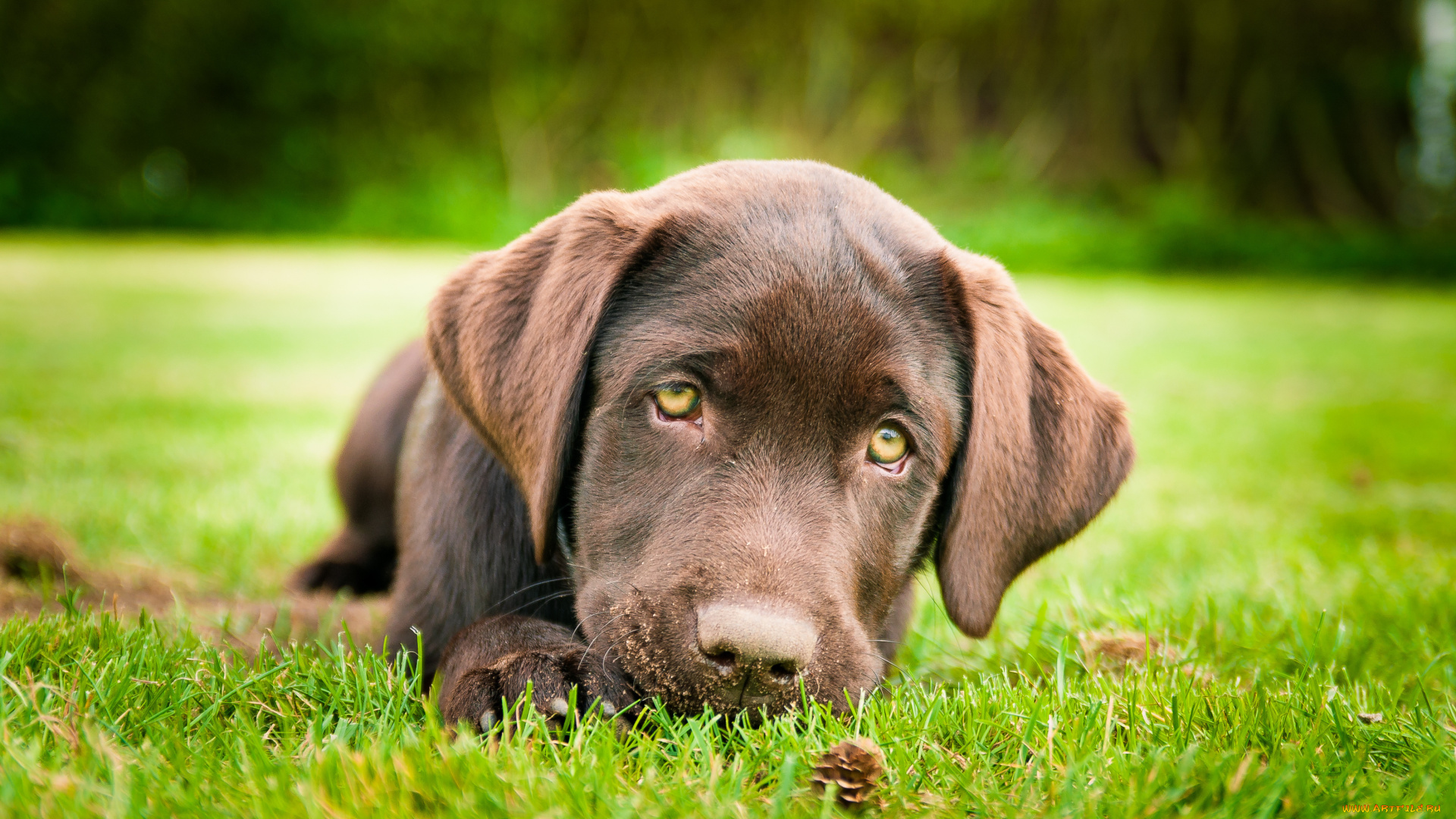 животные, собаки, лабрадор, ретривер, коричневый, щенок, трава, лапка
