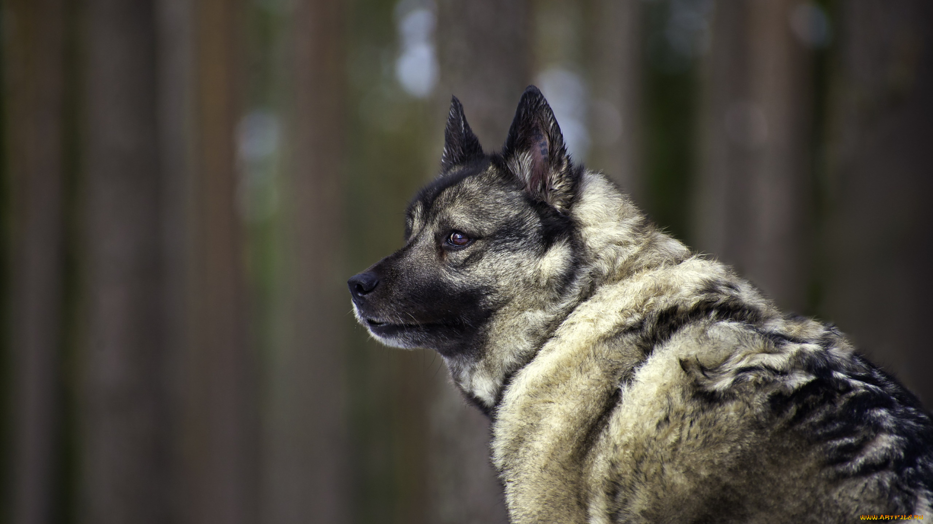 животные, собаки, собака, взгляд
