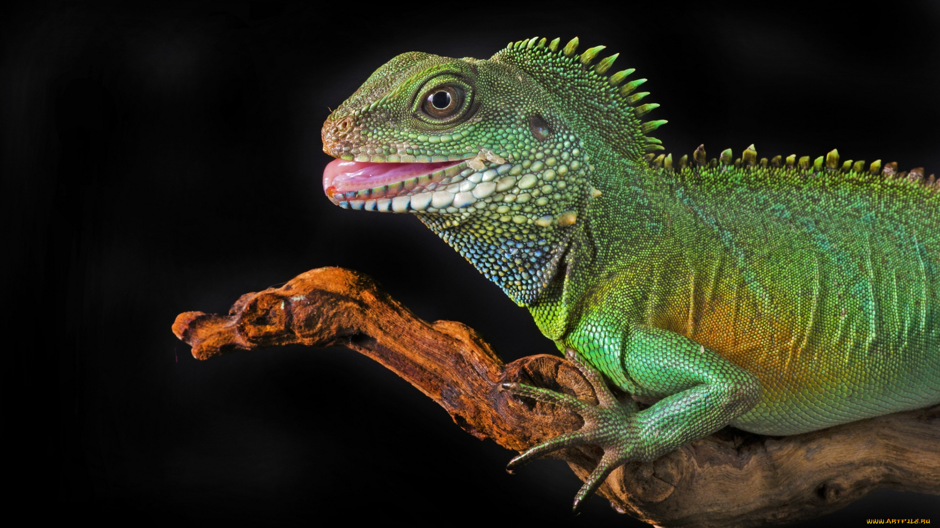 животные, Ящерицы, игуаны, вараны, игуана