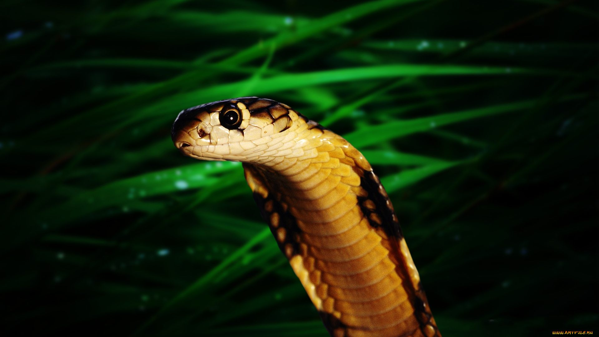 животные, змеи, питоны, кобры, кобра, капюшон