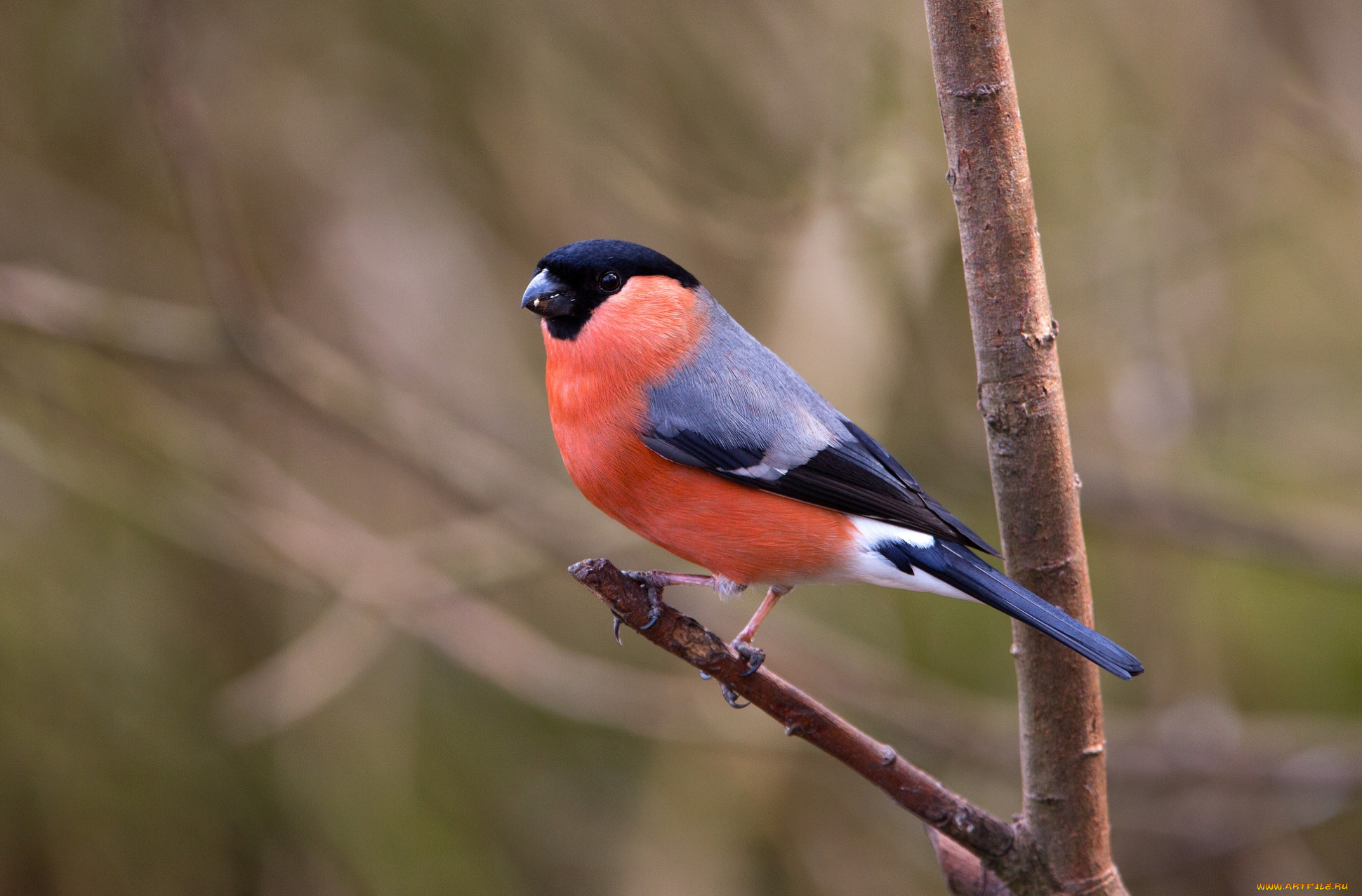 животные, снегири, грудка