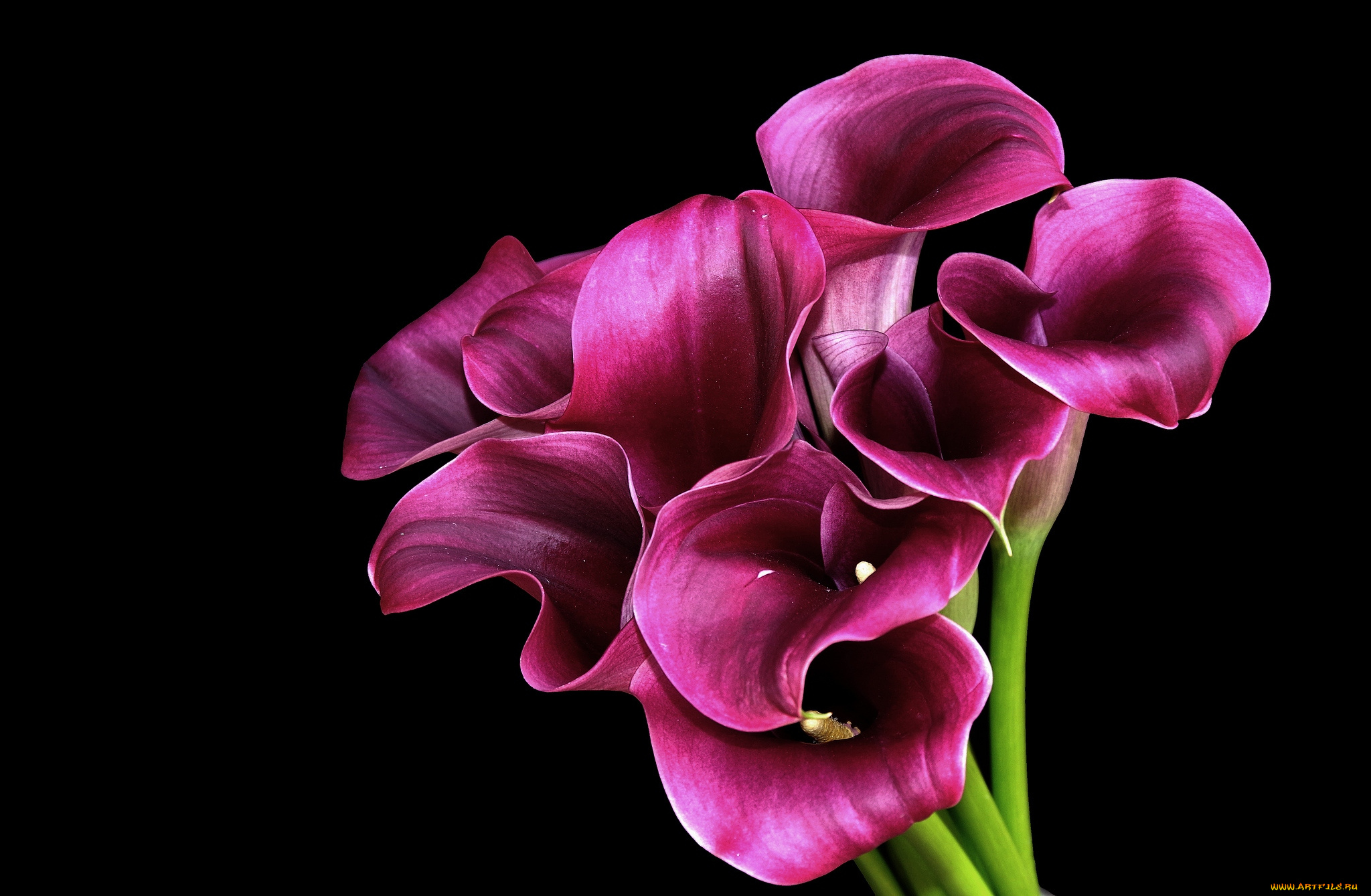 цветы, каллы, розовый