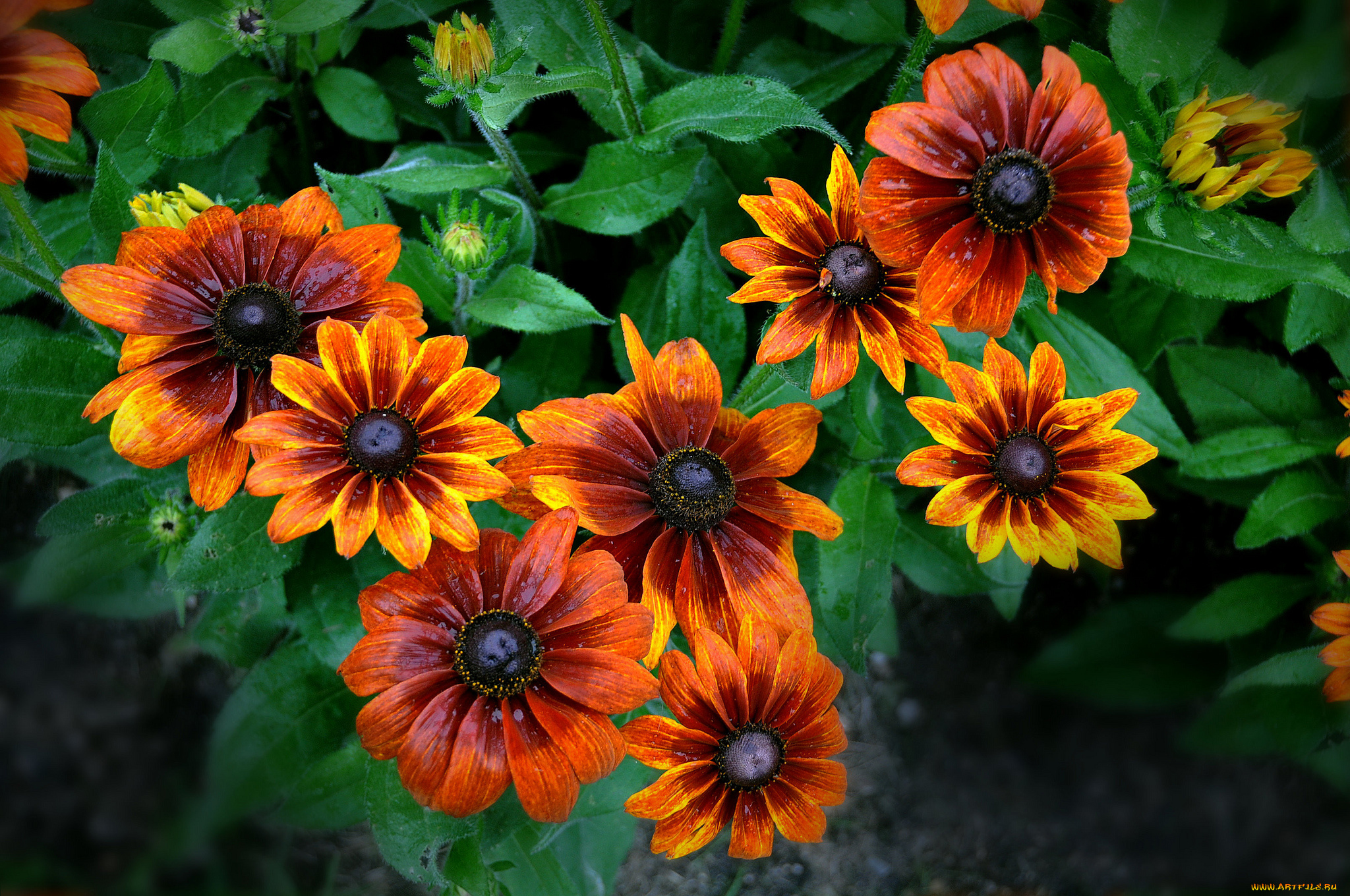 цветы, рудбекия, лепестки