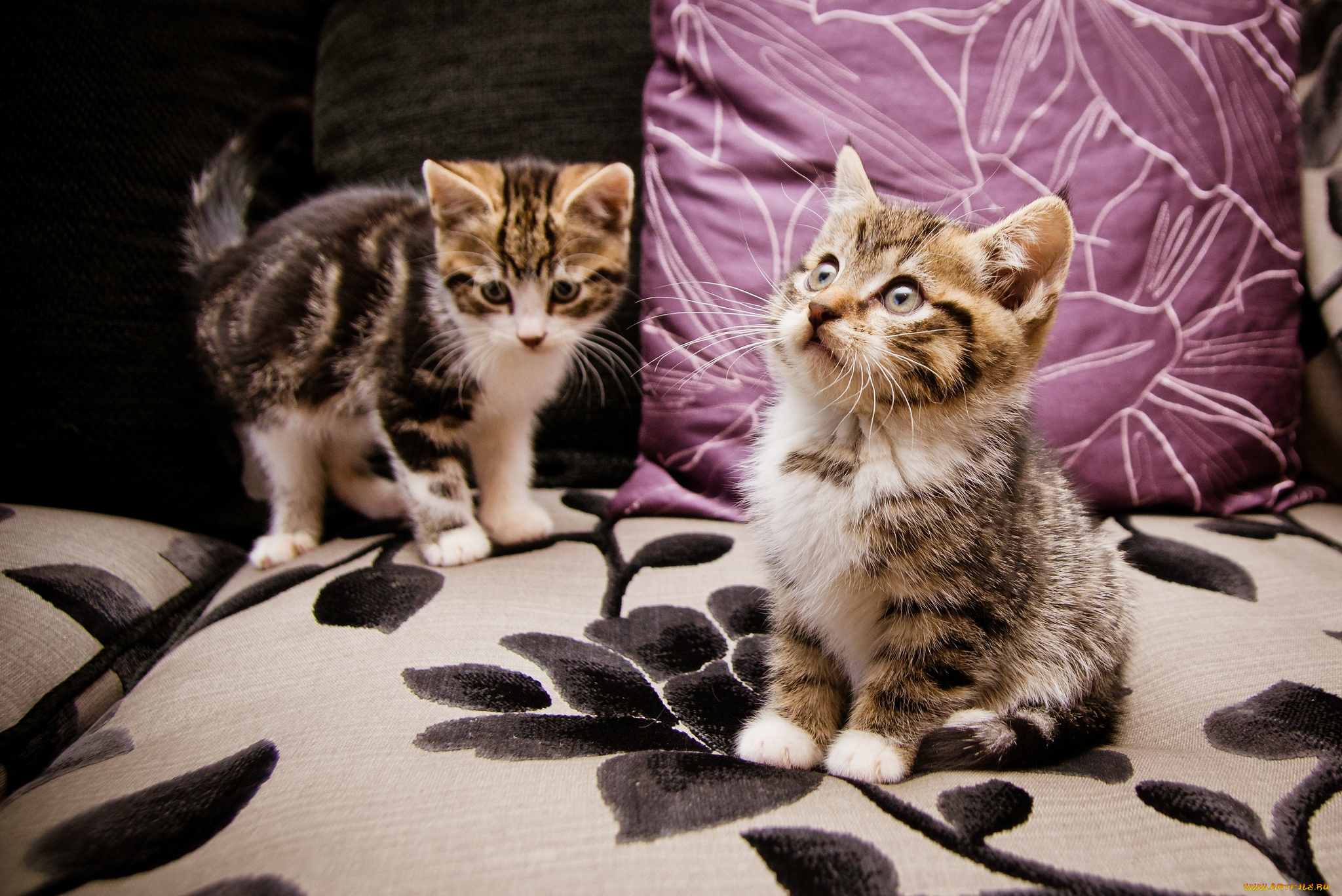 животные, коты, котята