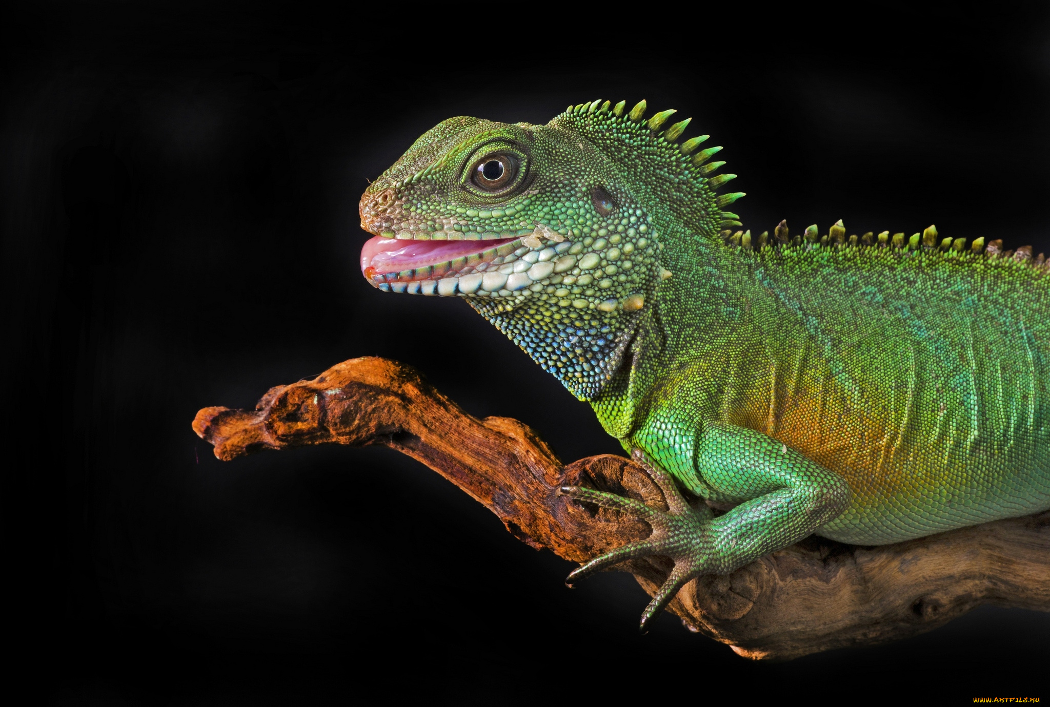 животные, Ящерицы, игуаны, вараны, игуана