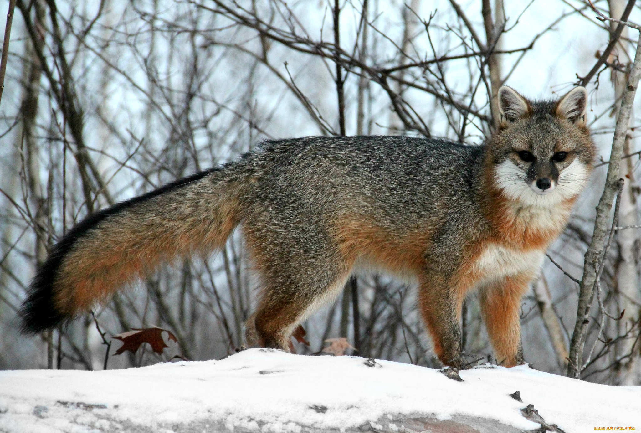 животные, лисы, серебристая, лисица