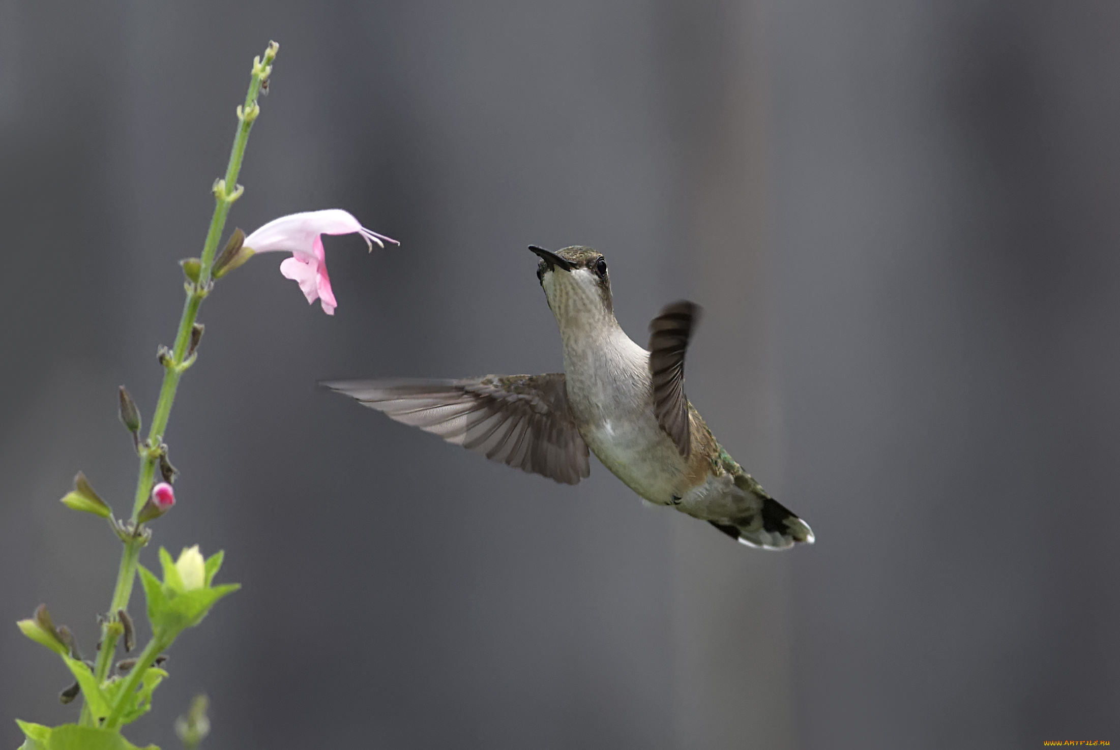 животные, колибри, птица, цветок, нектар, природа