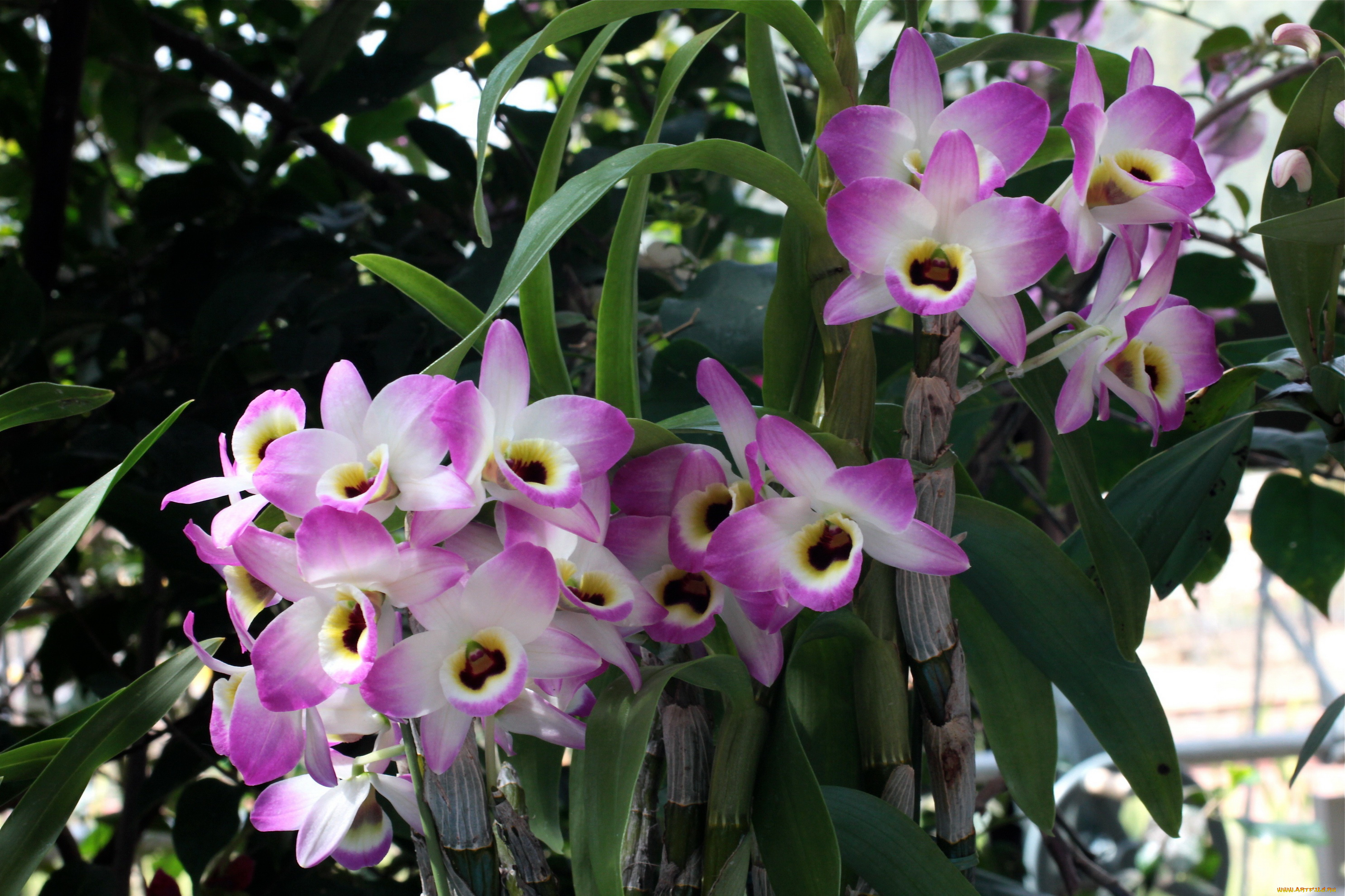 цветы, орхидеи