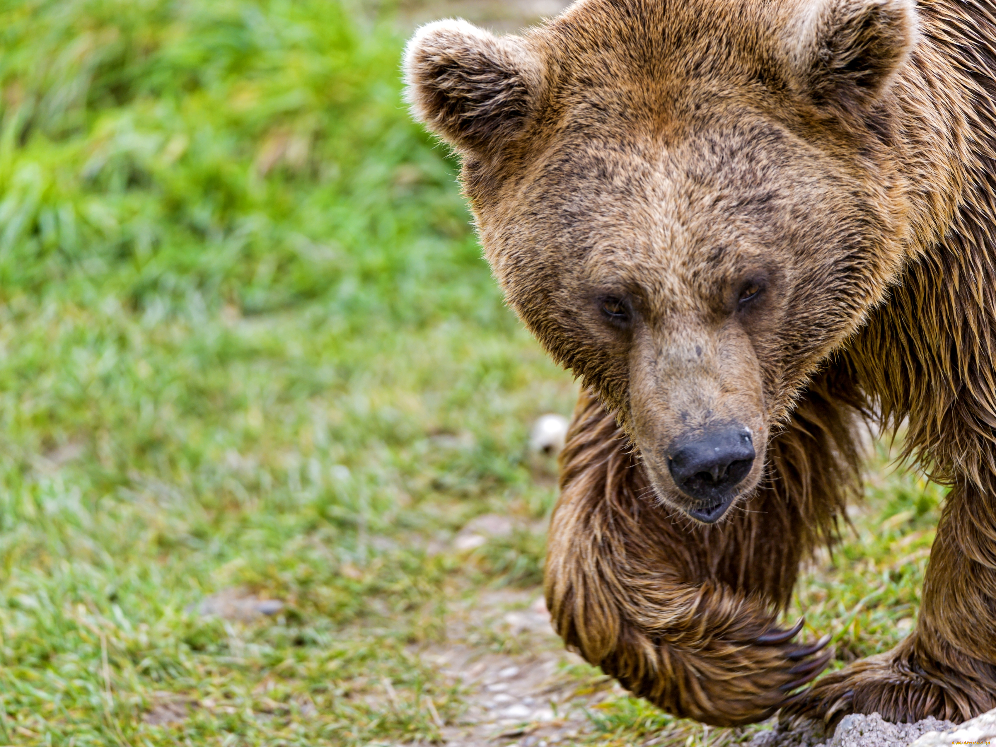 животные, медведи, бурый, морда, мишка
