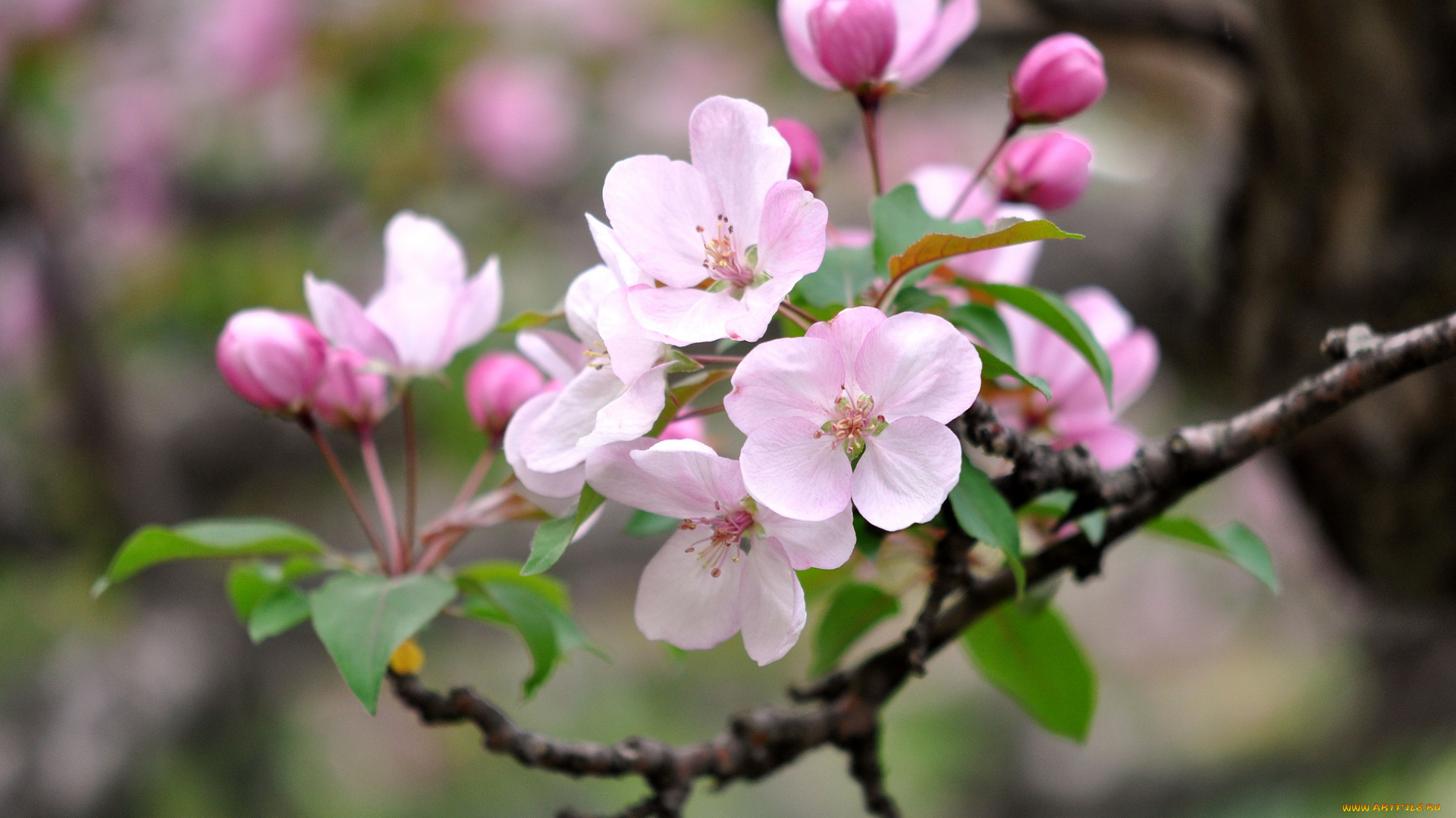 цветы, цветущие, деревья, , , кустарники, весна