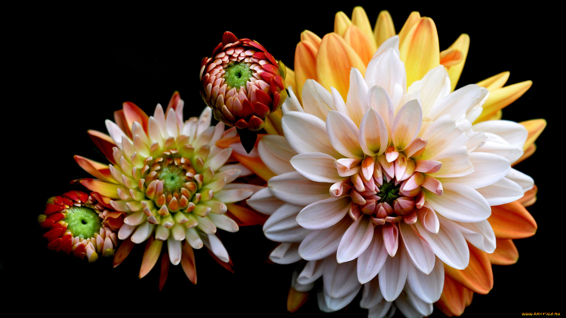 цветы, георгины, макро