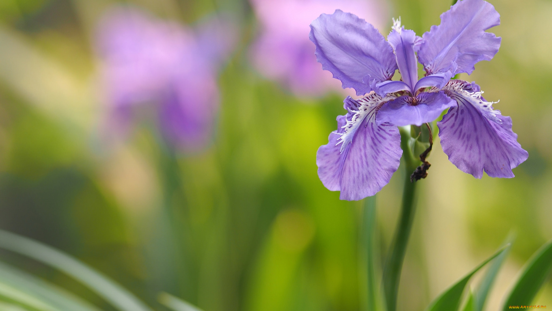 цветы, ирисы, касатик