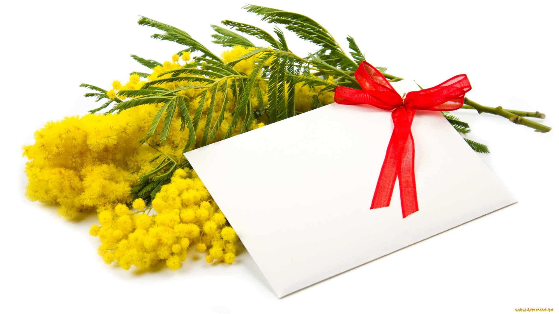 цветы, мимоза, белый, фон, открытка, бантик