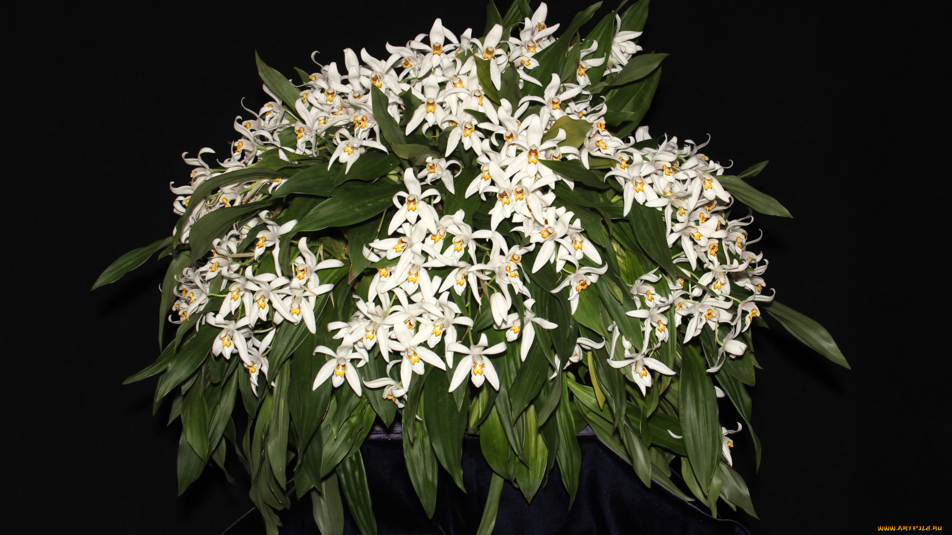 цветы, орхидеи, белые
