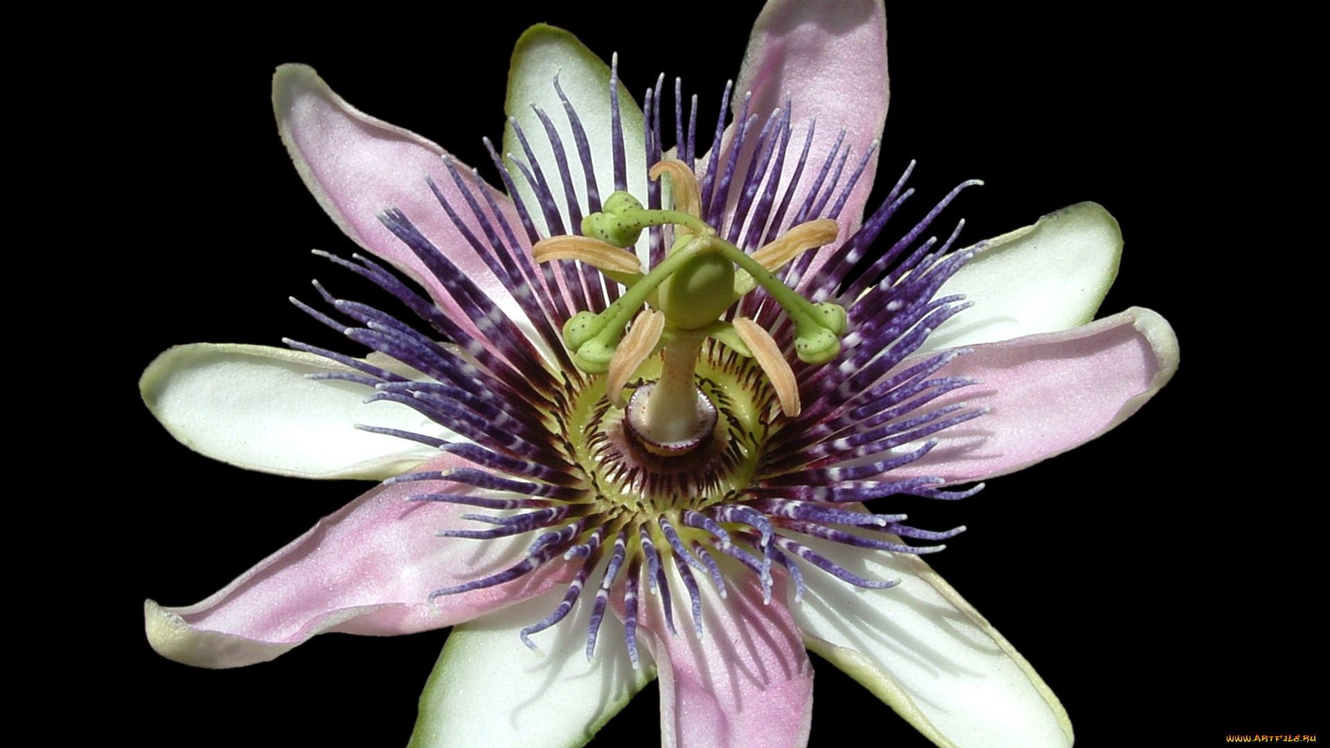 цветы, пассифлора, чёрный, фон, цветок, пестик, лепестки