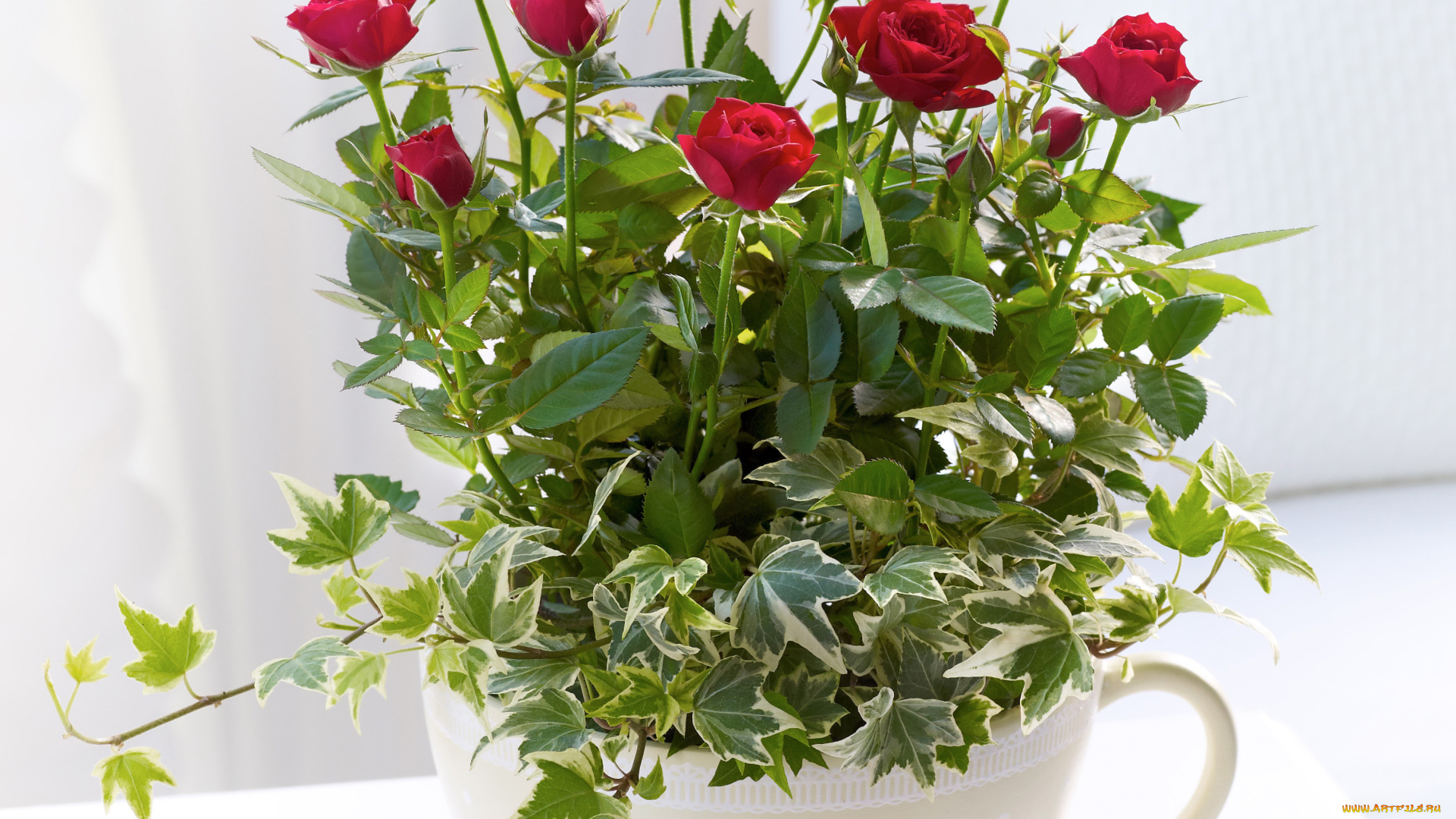 цветы, розы, чашка, букет