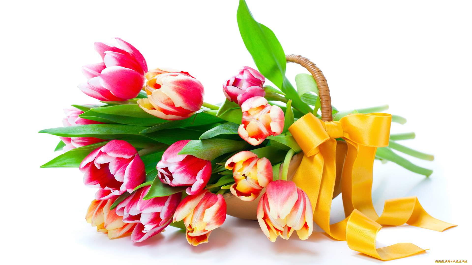 цветы, тюльпаны, белый, фон, корзина, бантик