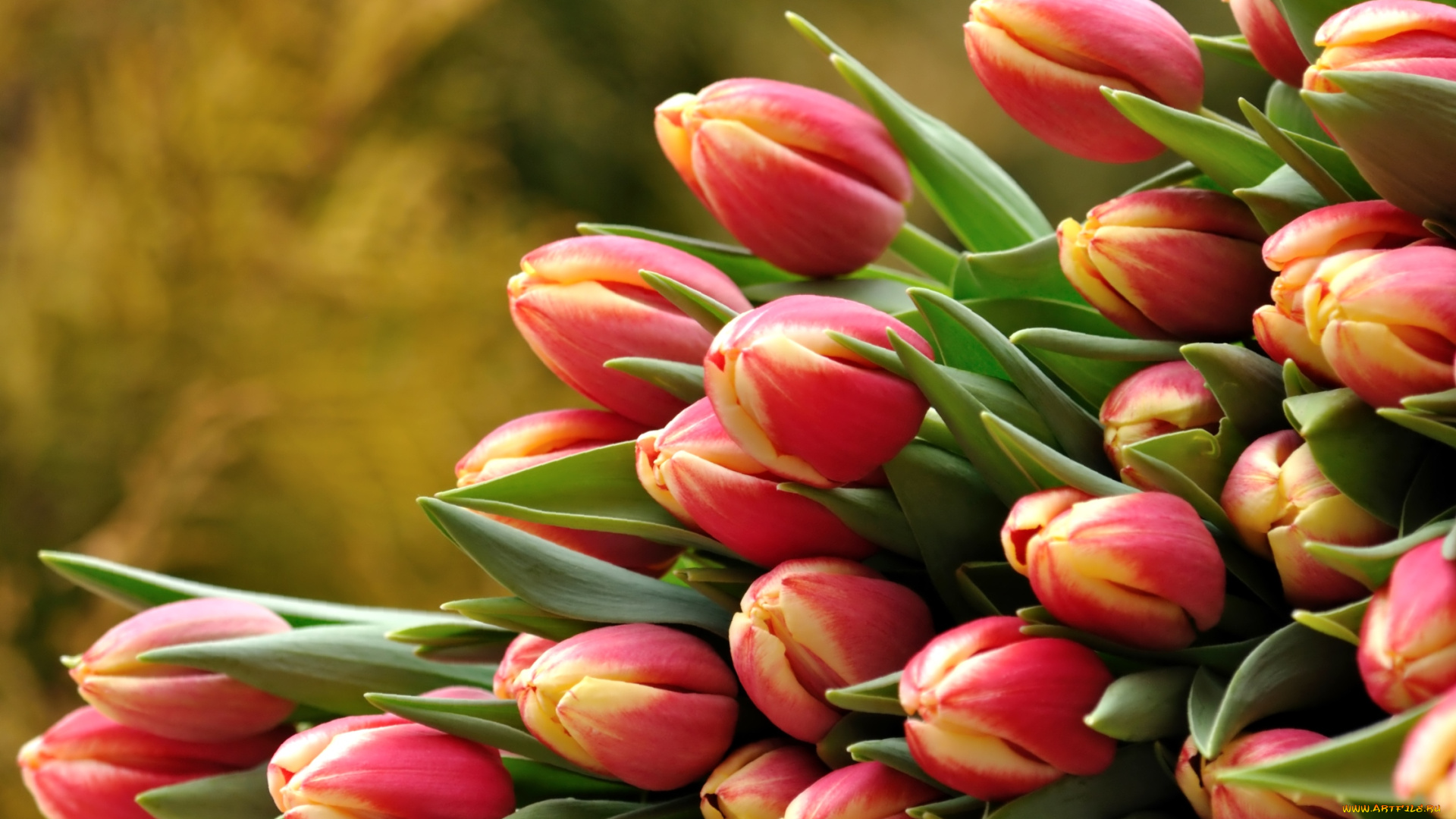 цветы, тюльпаны, охапка