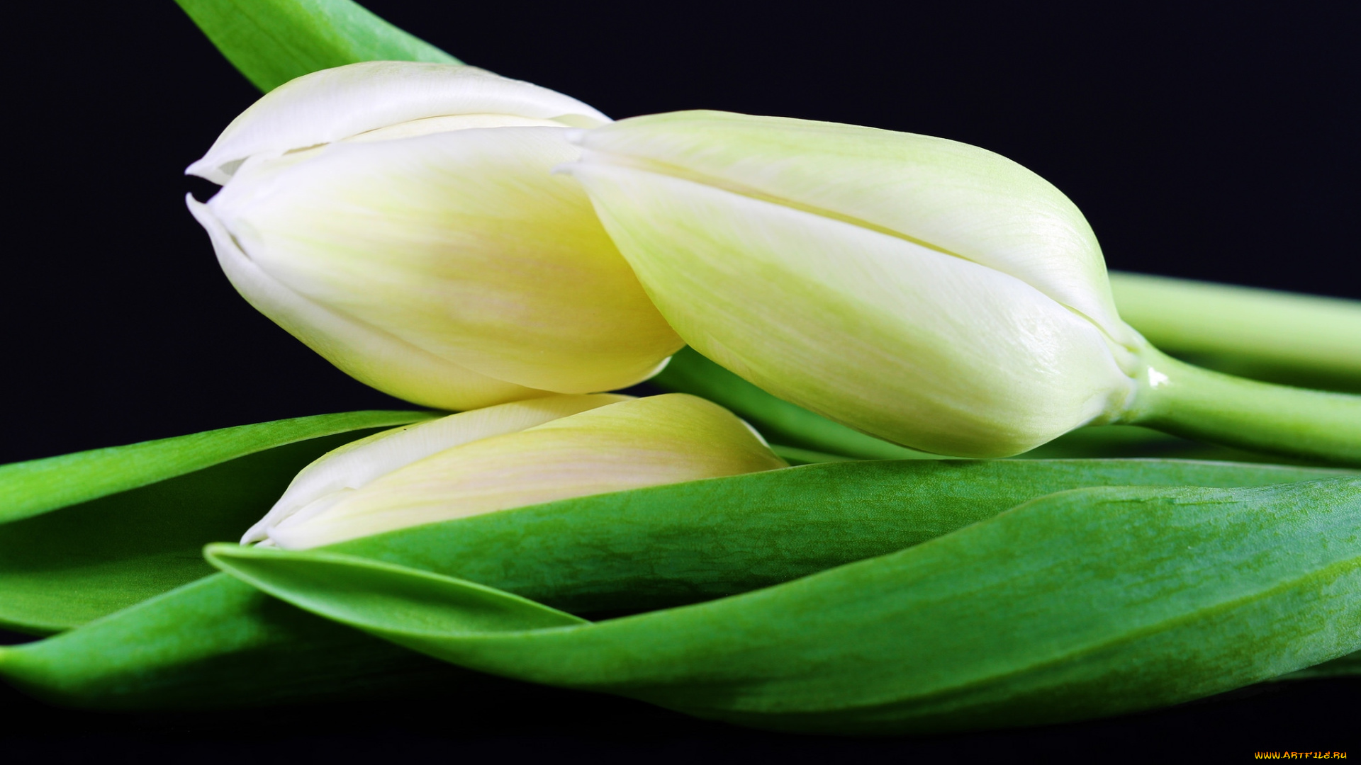 цветы, тюльпаны, трио