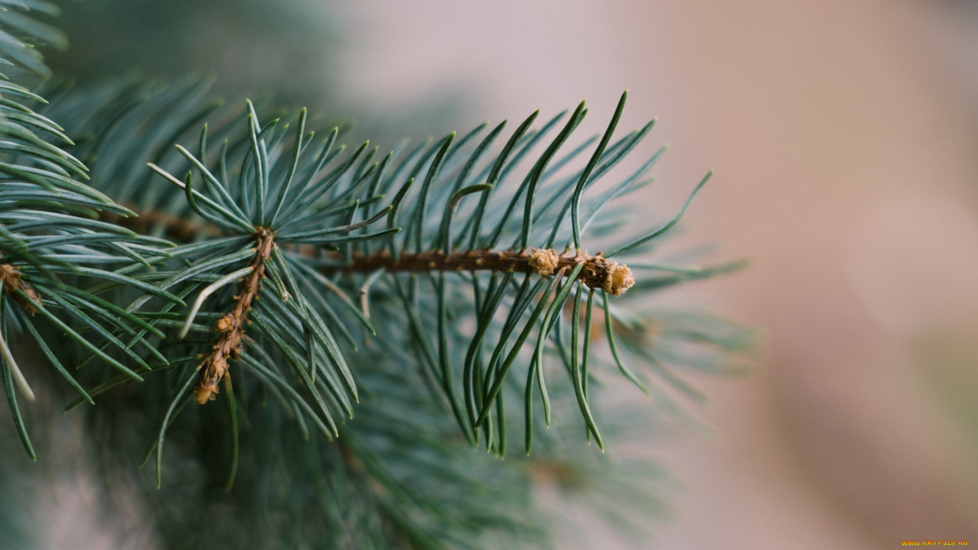природа, макро, хвоя, ветки, иголки