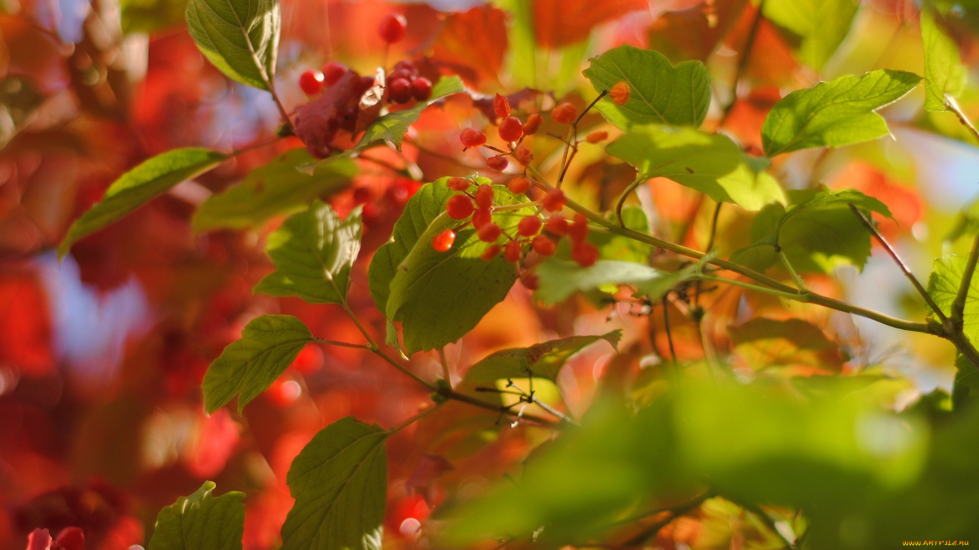 природа, Ягоды, ветки, листья, цвета, макро