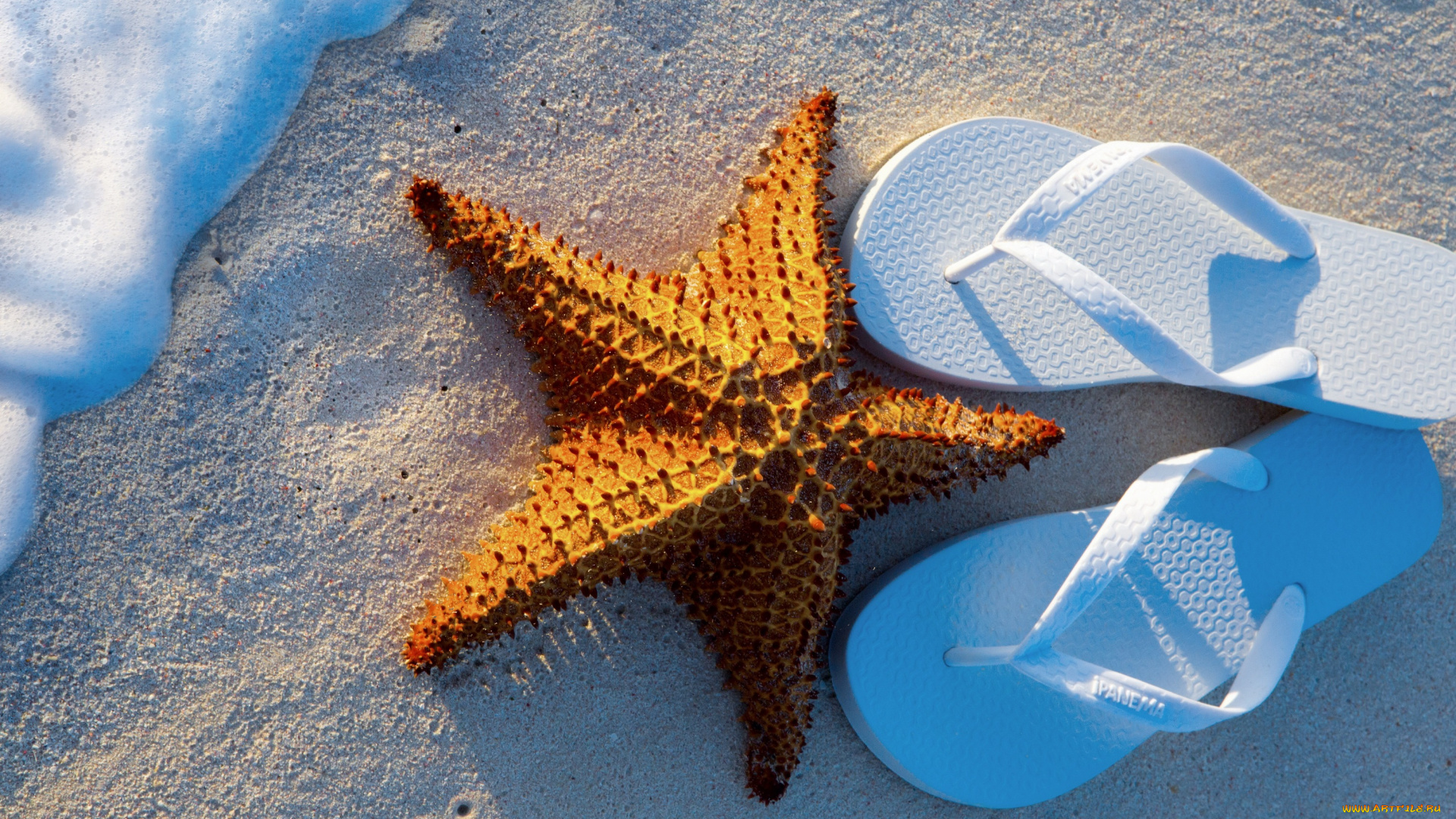 разное, ракушки, , кораллы, , декоративные, и, spa-камни, glasses, step-ins, summer, sand, starfish, beach, vacation, sea