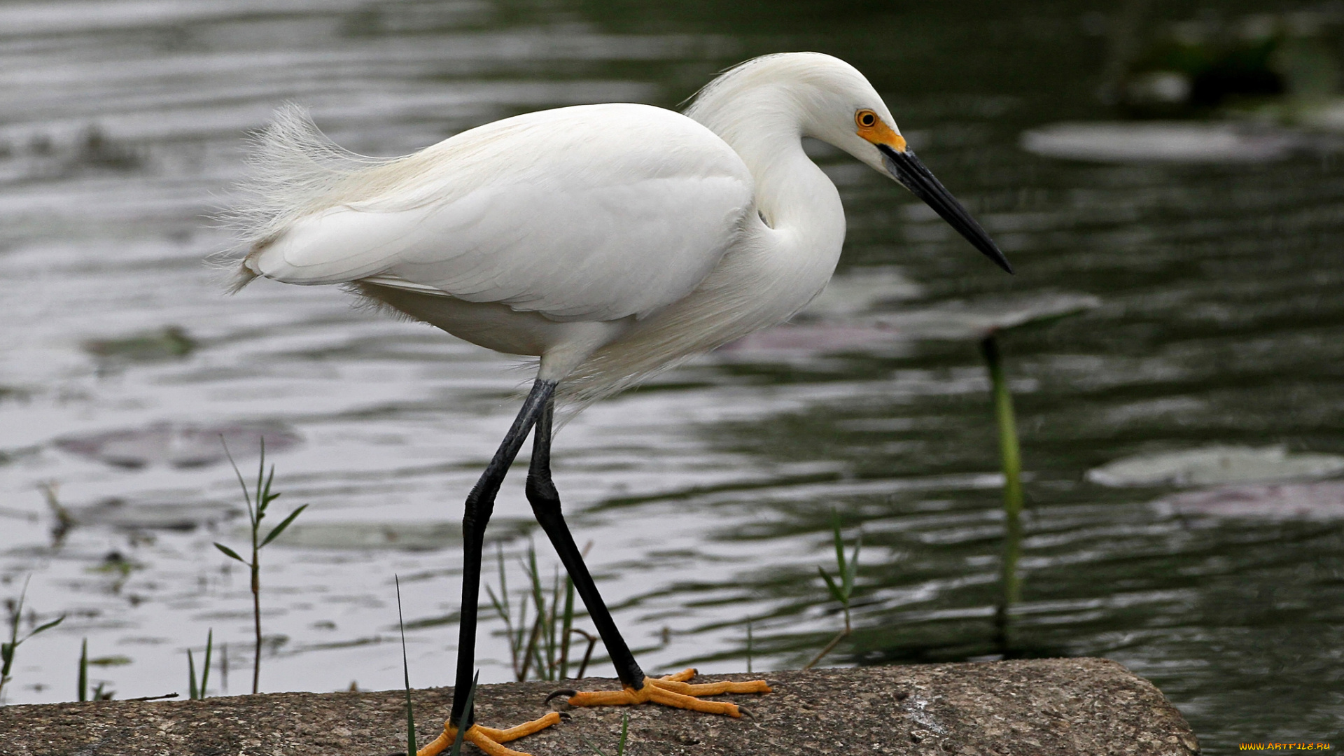 животные, цапли, цапля, белая, вода, камень