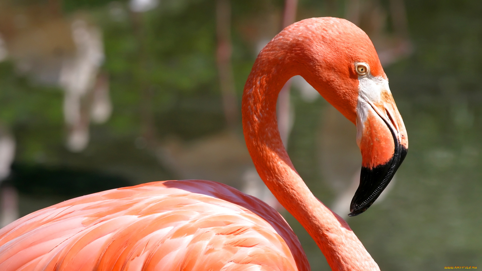 животные, фламинго, птица, вода