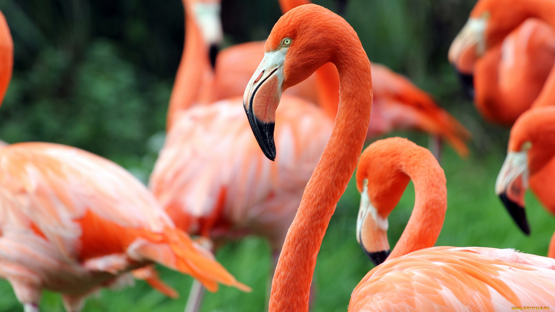 животные, фламинго, зелень, птицы