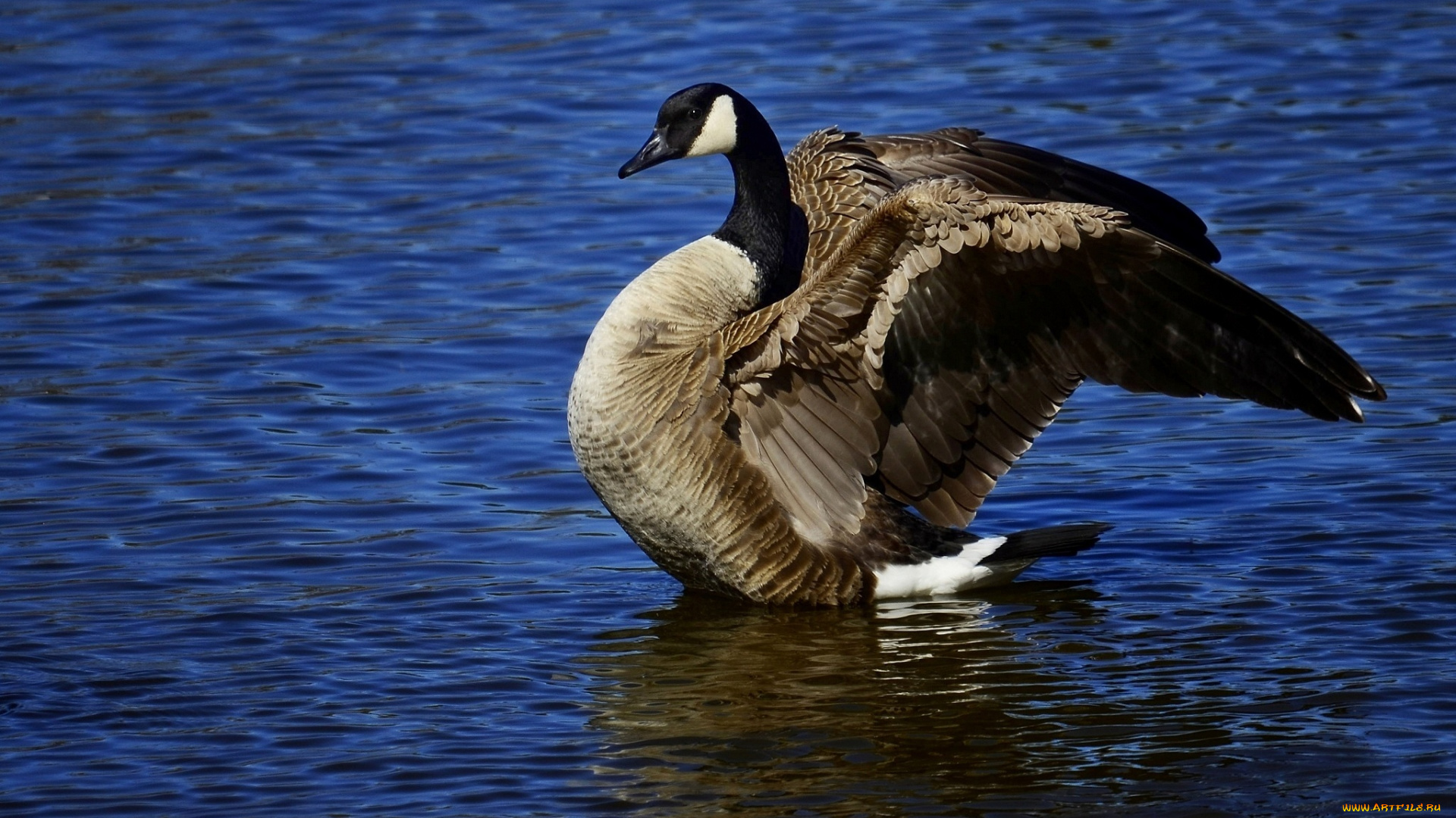 животные, гуси, крылья, гусь, птица, вода