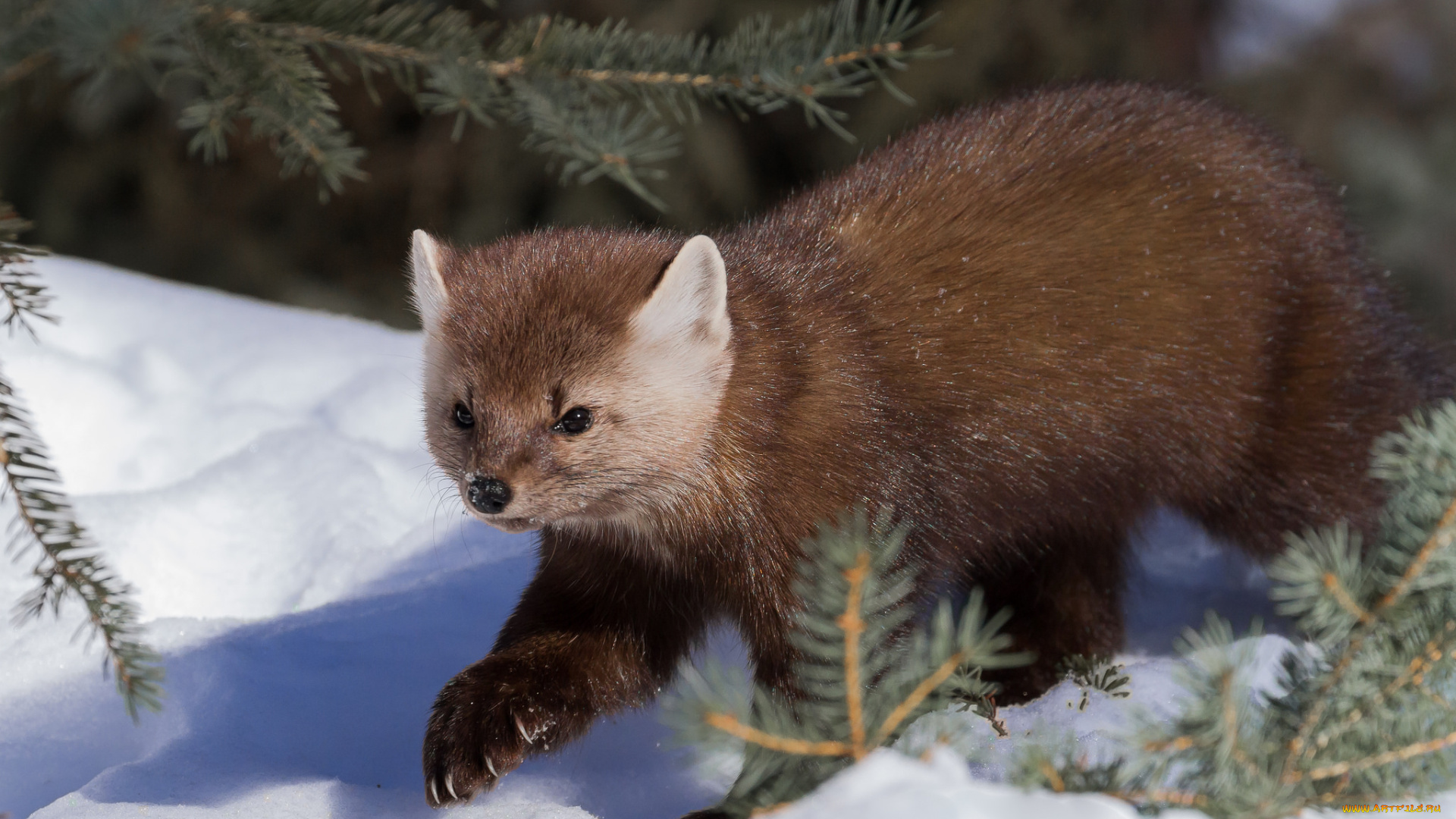 животные, хорьки, , куницы, , горностаи, , ласки, , соболи, зверек