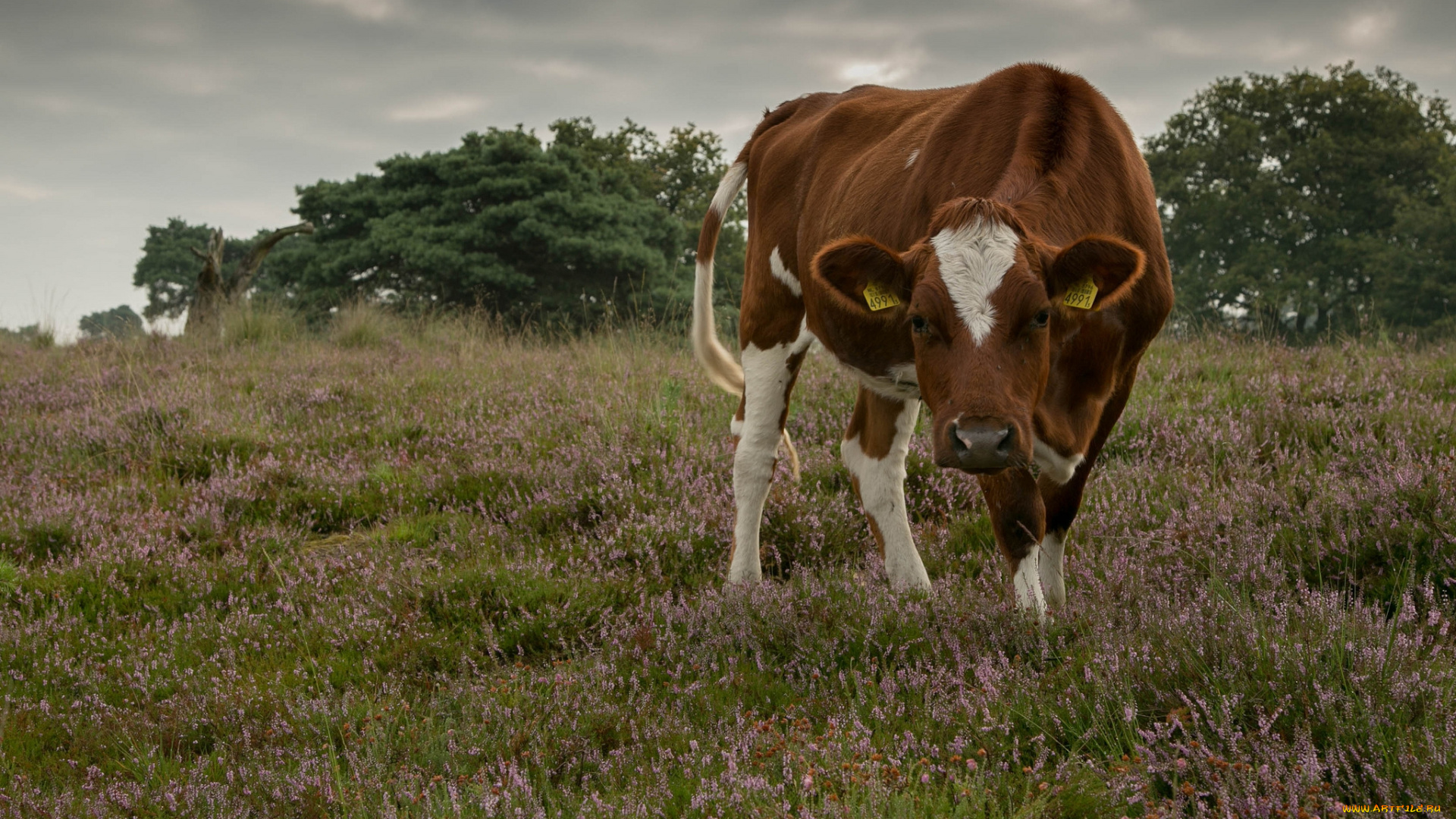 животные, коровы, , буйволы, буренка, поле