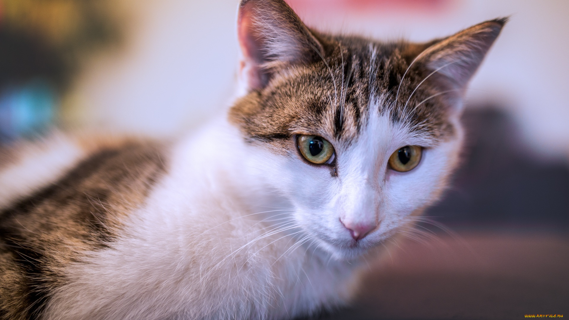 животные, коты, лежит, морда, кошка