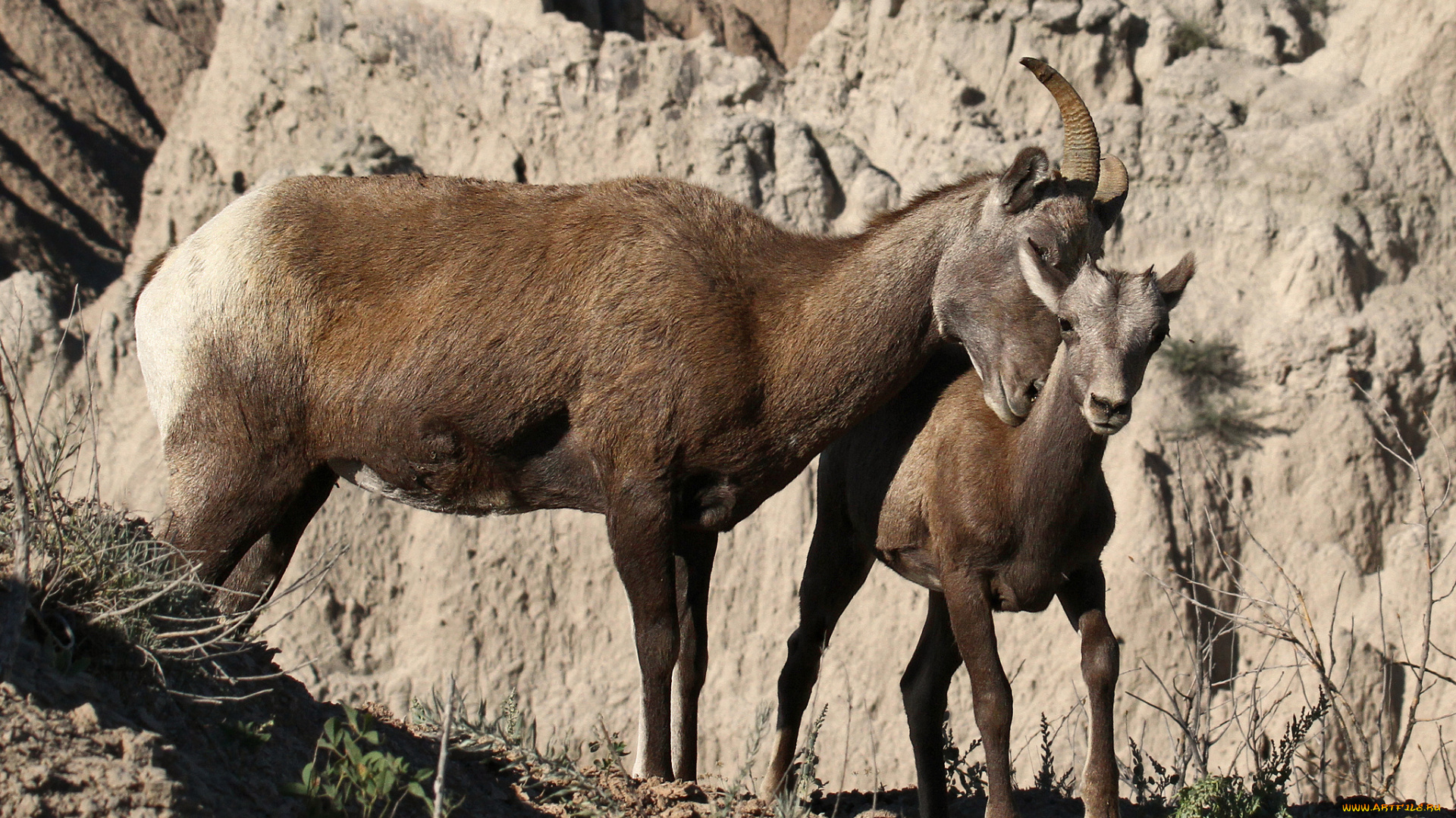 животные, козы, горные
