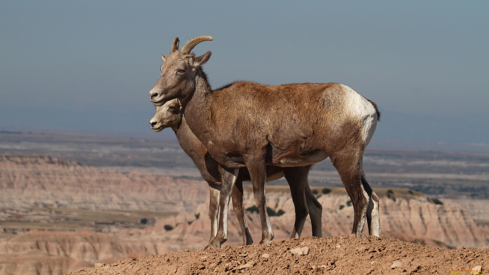 животные, козы, горные