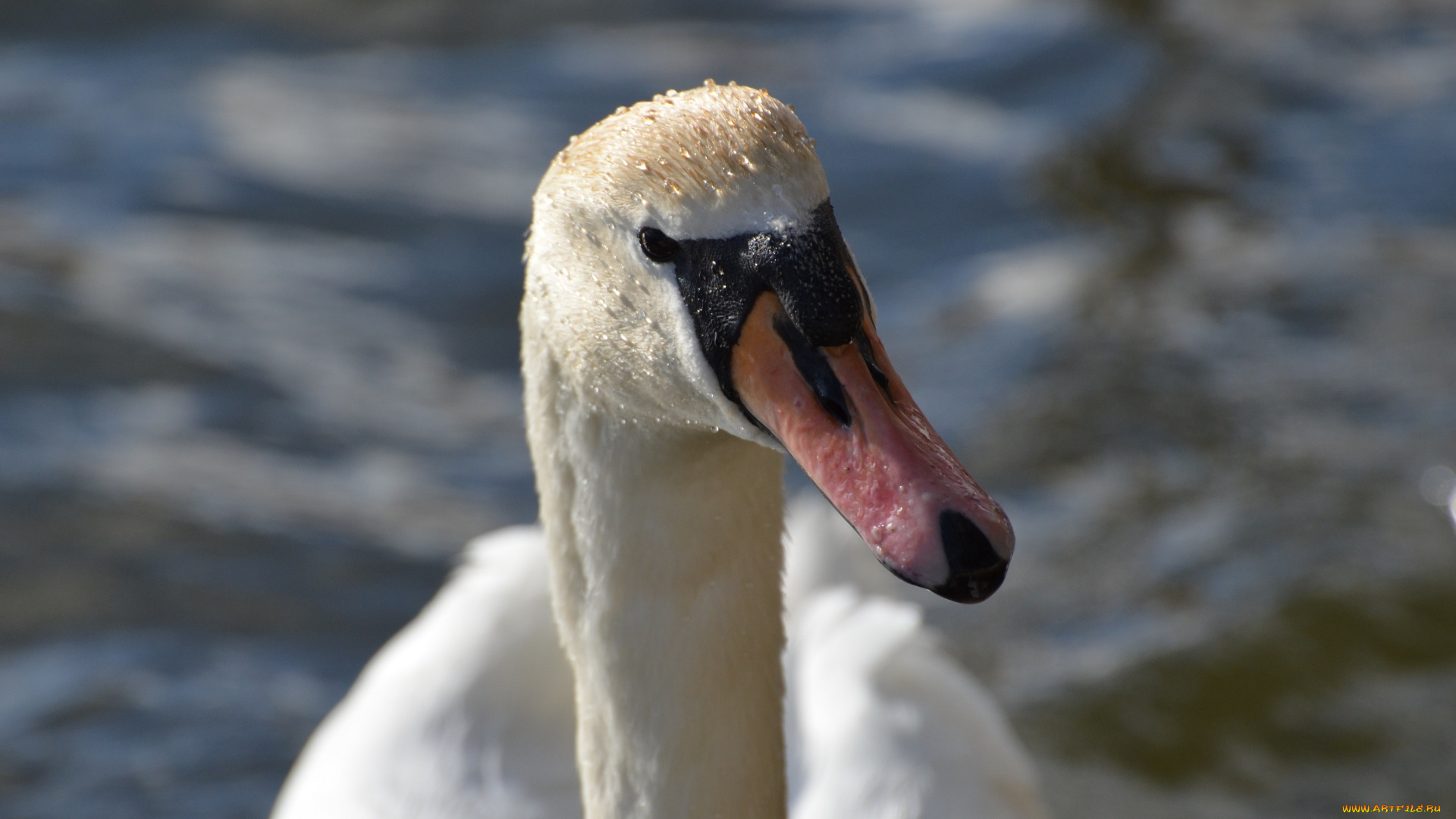 животные, лебеди, клюв, голова, белый, птица