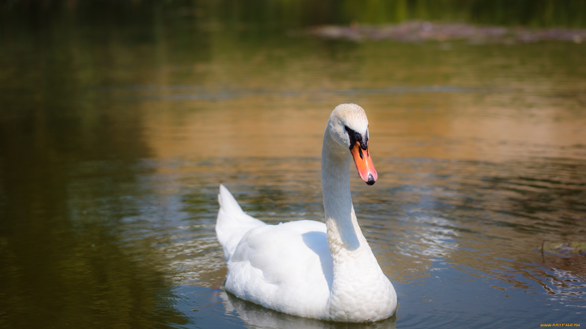 животные, лебеди, вода, грация, белый