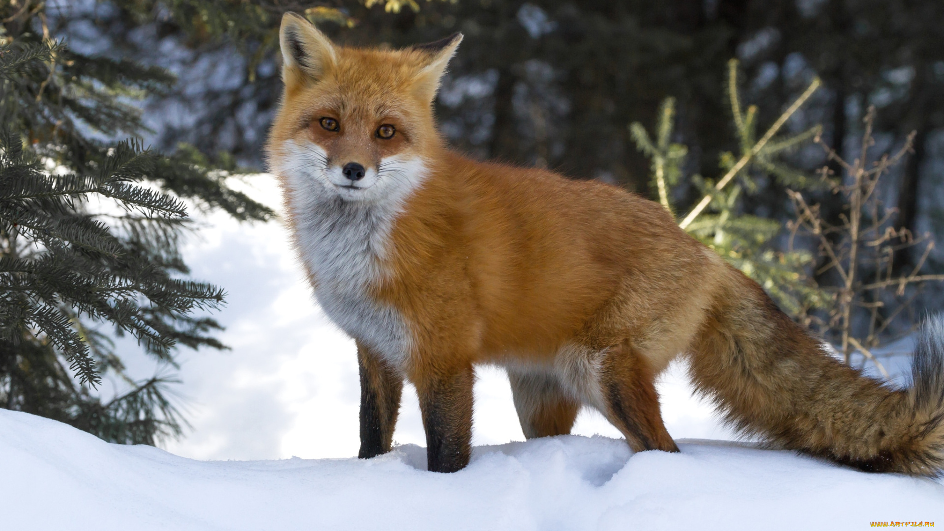 животные, лисы, лисичка