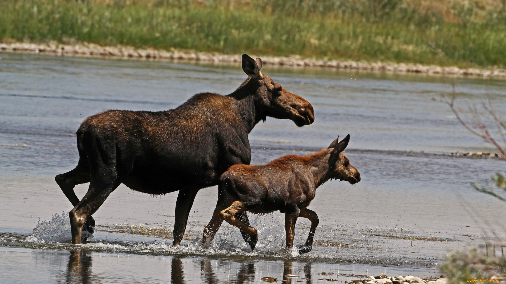 животные, лоси, брод, река
