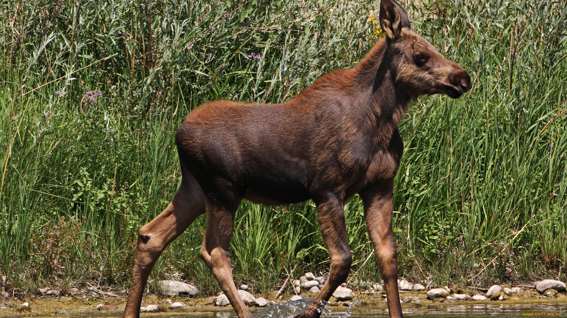 животные, лоси, лосенок