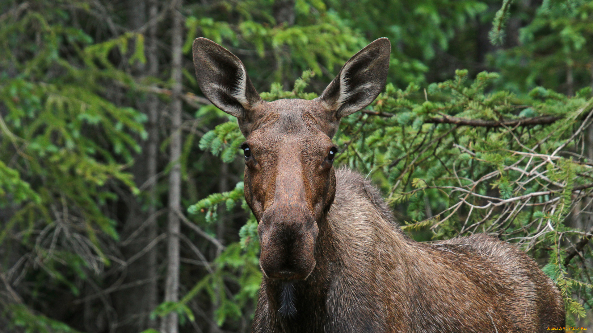 животные, лоси, сохатый, лес