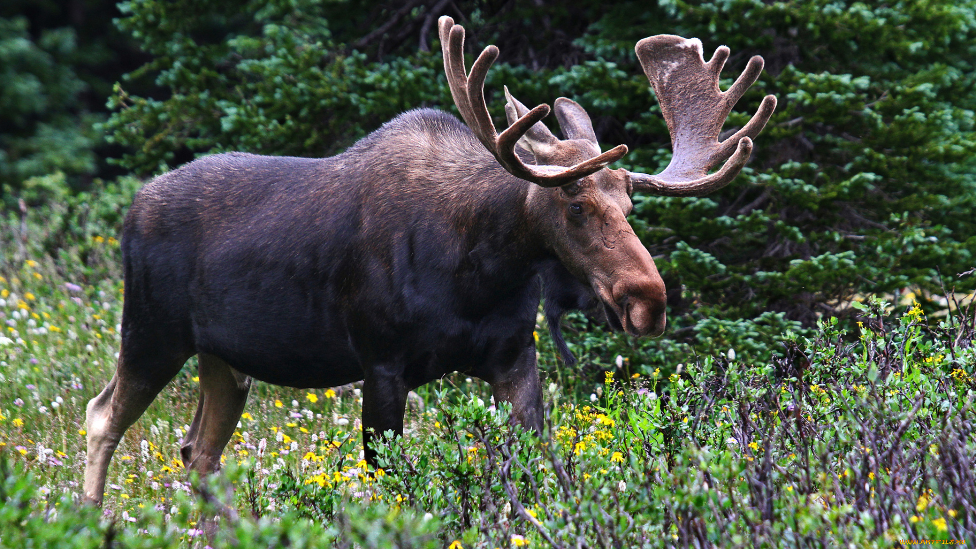 животные, лоси, сохатый, луг, лес
