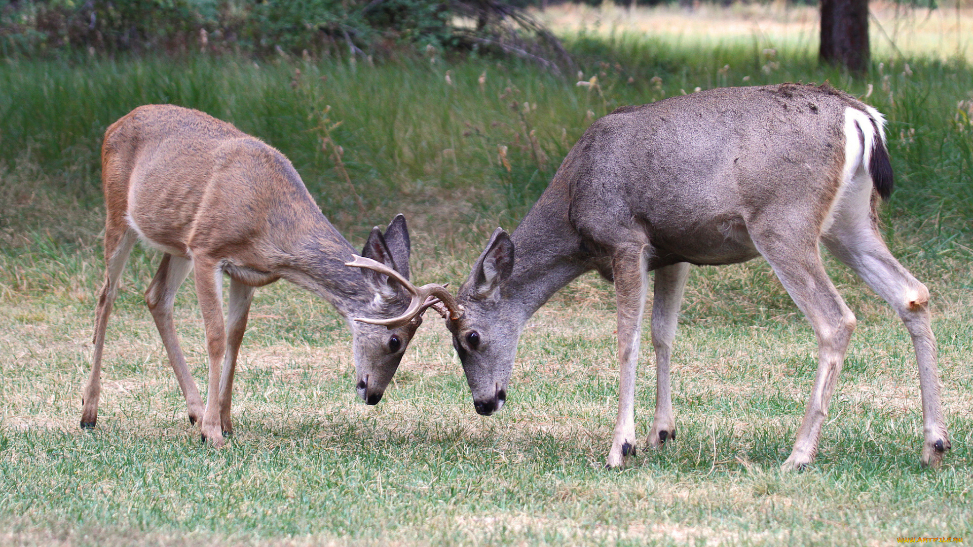 животные, олени, дуэль