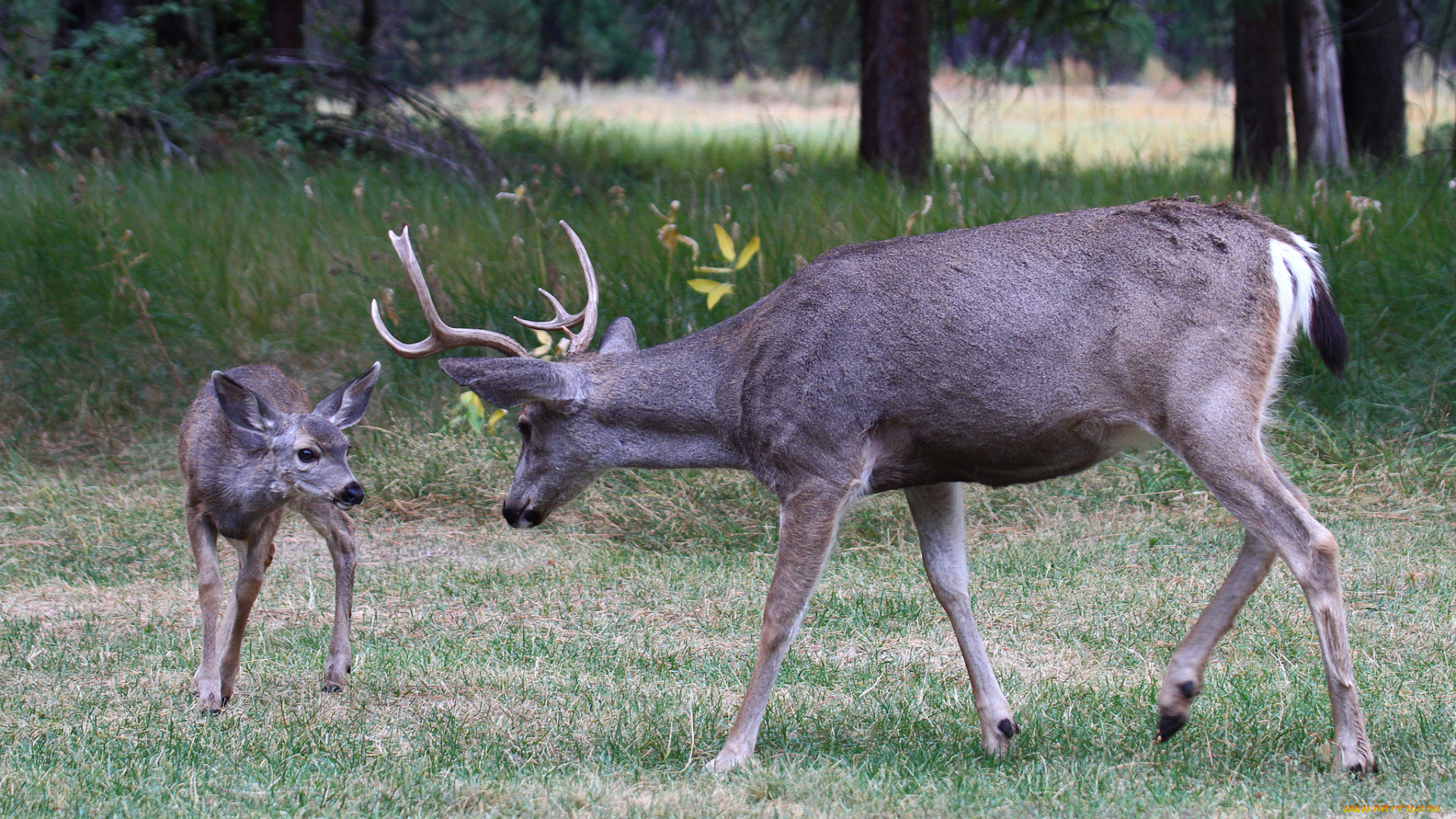 животные, олени, малыш, олень
